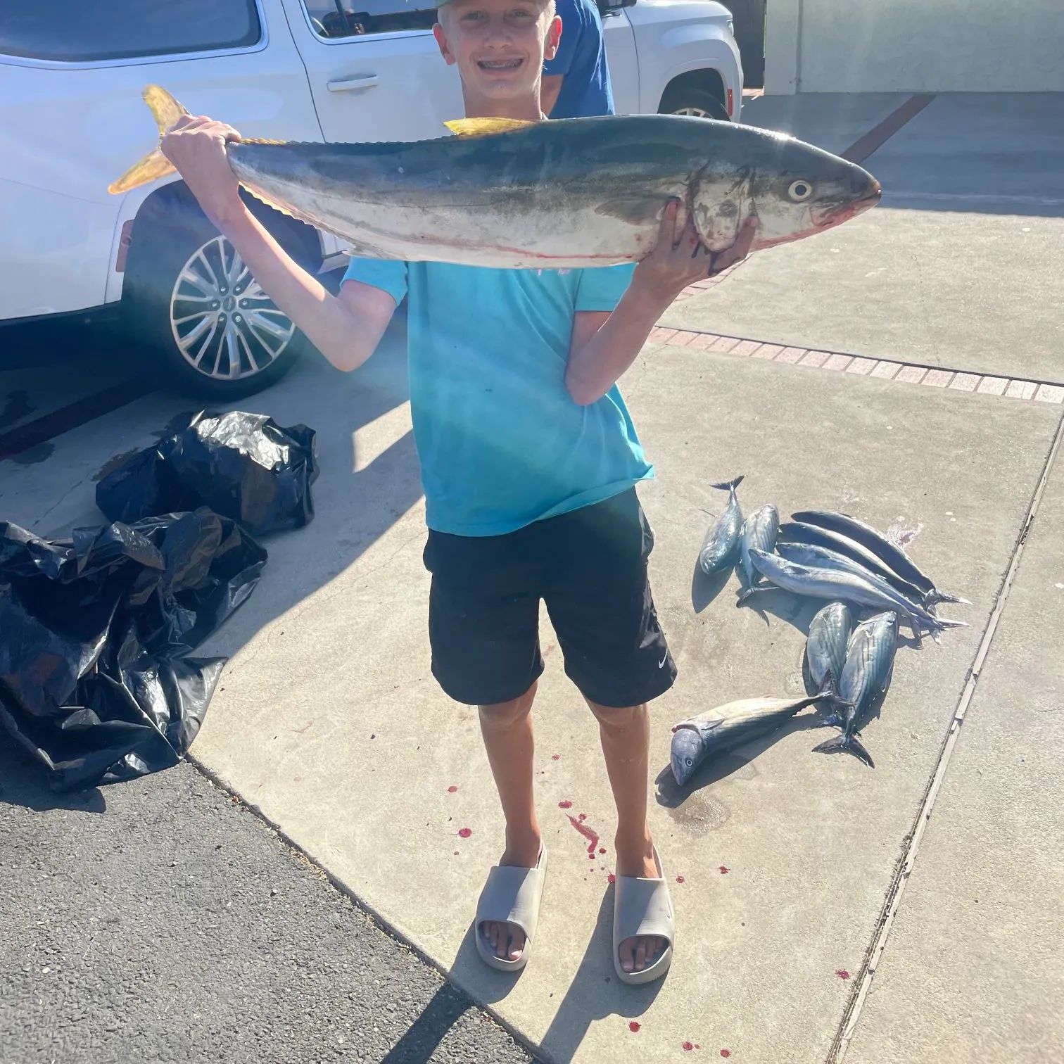 California yellowtail amberjack caught on Fishbrain