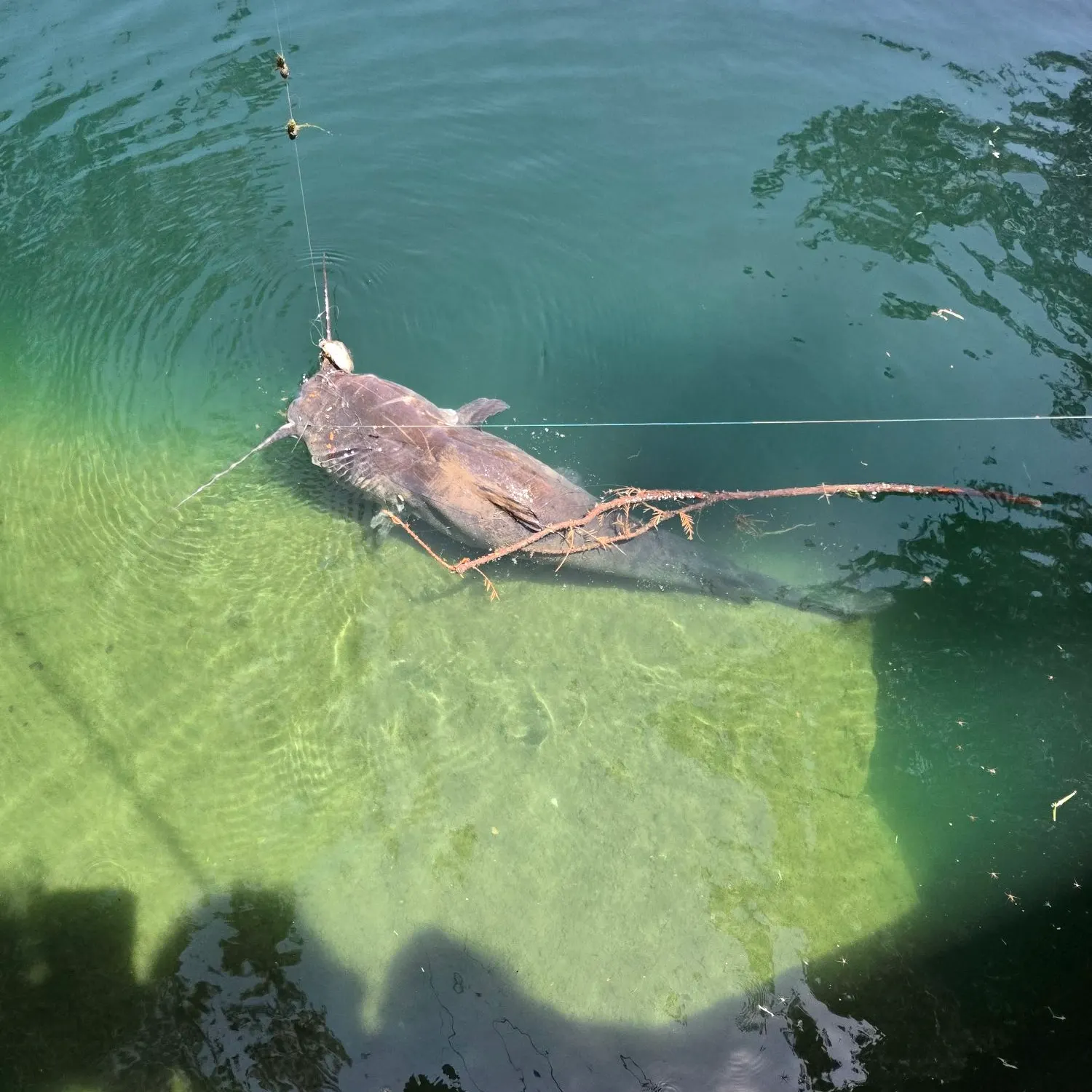 Fish caught on Fishbrain