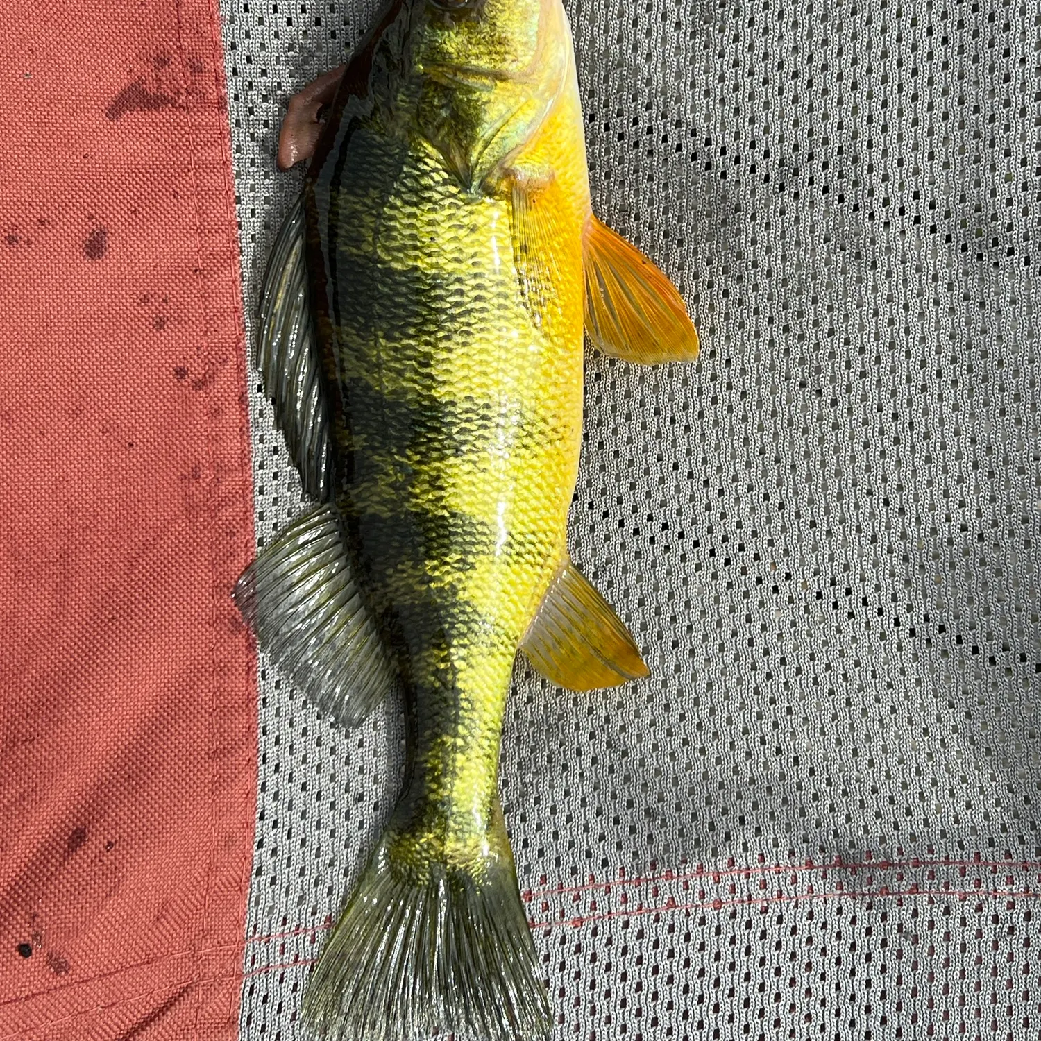 Yellow perch caught on Fishbrain