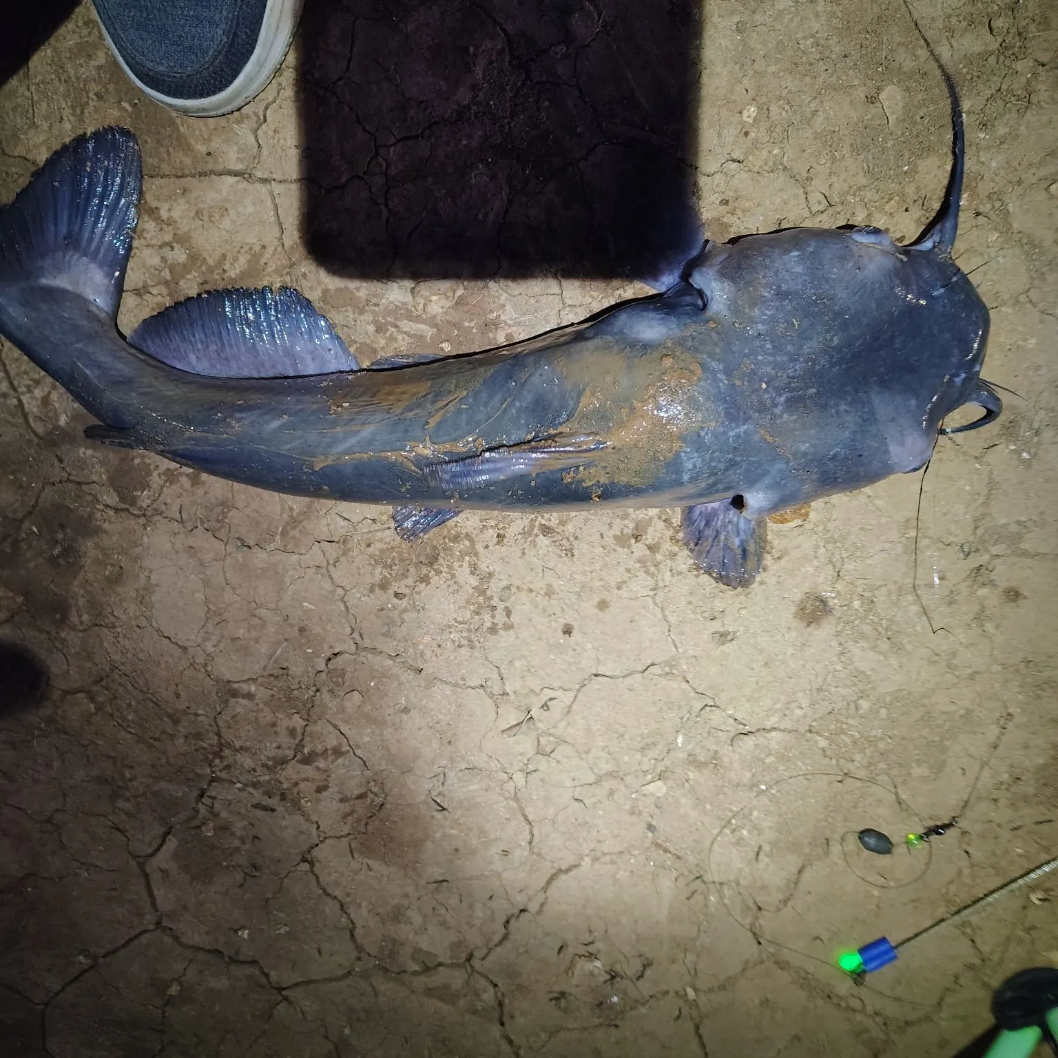 Blue catfish caught on Fishbrain