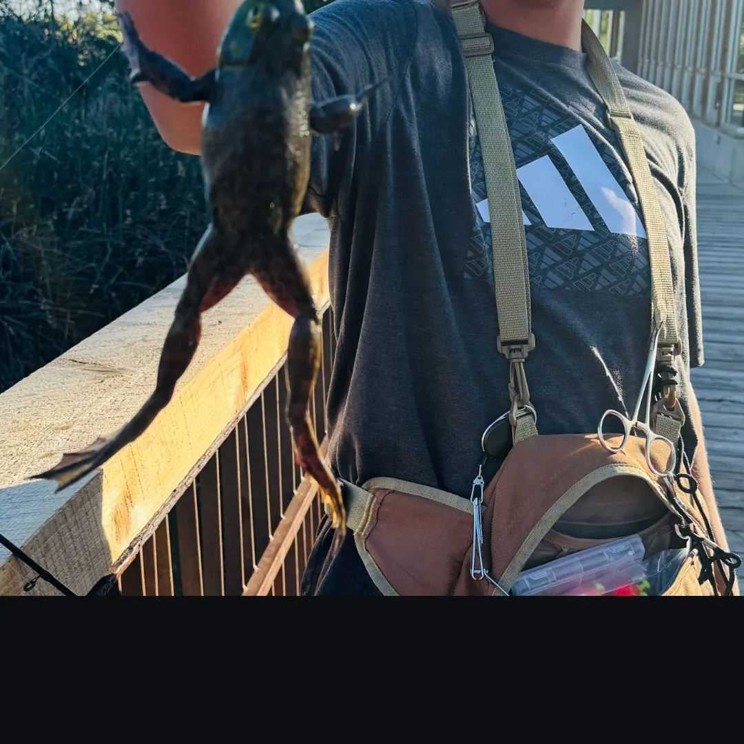 The most recent American bullfrog catches on Fishbrain