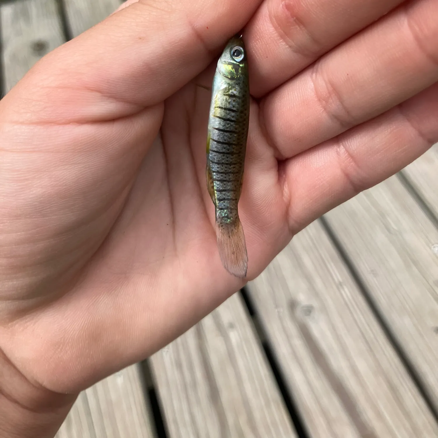 The most recent Bayou topminnow catches on Fishbrain