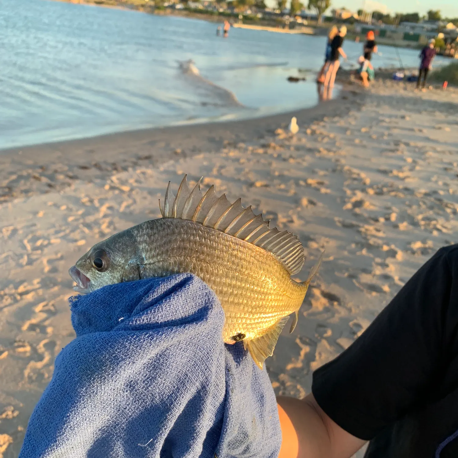 Surf bream caught on Fishbrain
