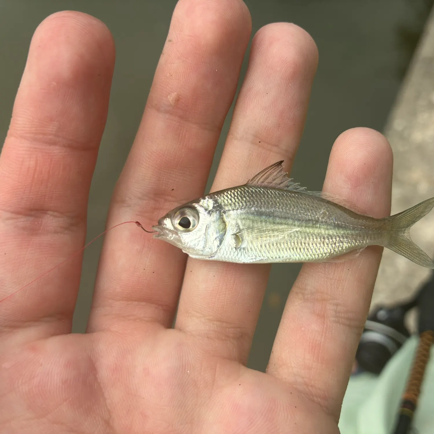 The most recent Tidewater mojarra catches on Fishbrain