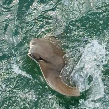 The most recent Cownose Ray catches on Fishbrain