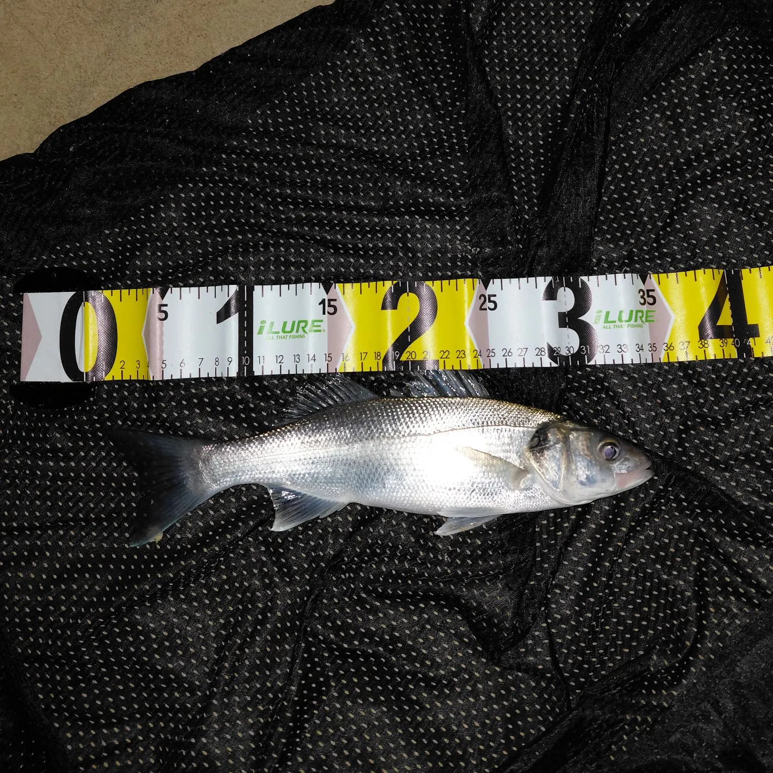 The most recent European seabass catches on Fishbrain