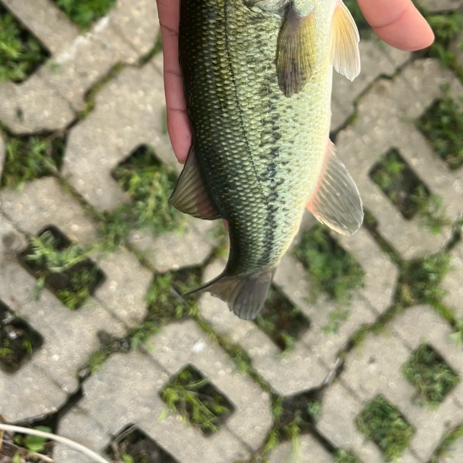 angler catch