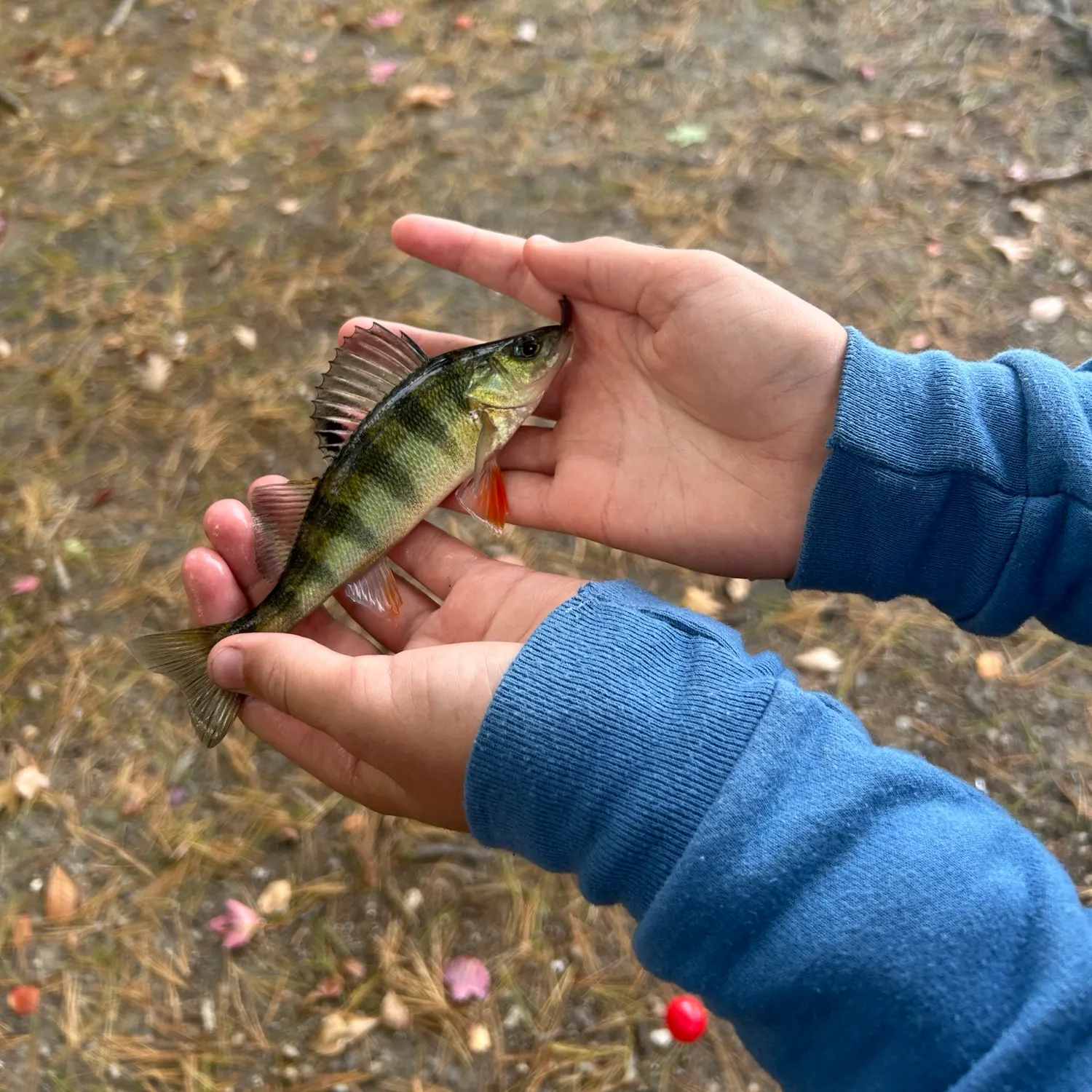 Yellow perch caught on Fishbrain