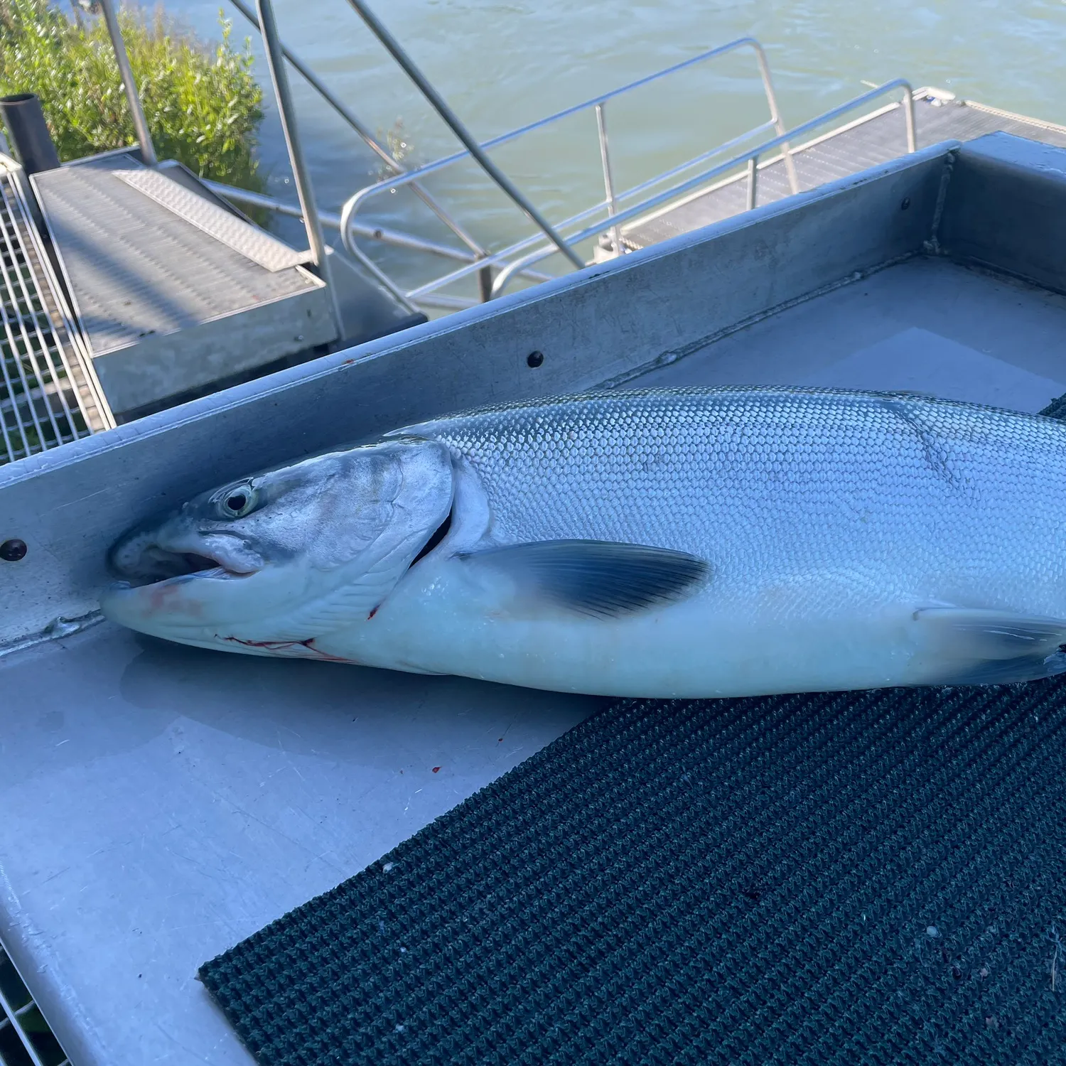 The most recent Sockeye salmon catches on Fishbrain