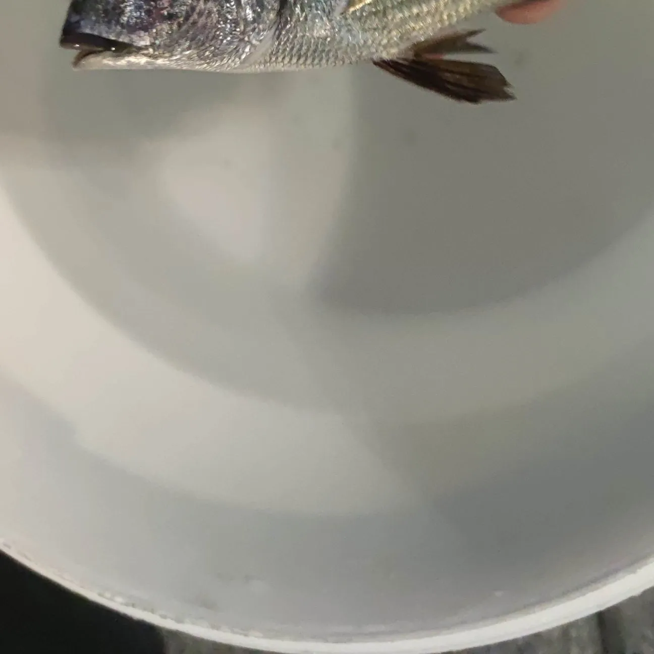 The most recent White seabream catches on Fishbrain