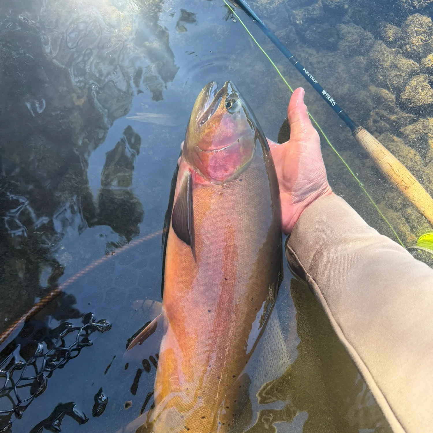 Yellowstone cutthroat trout caught on Fishbrain