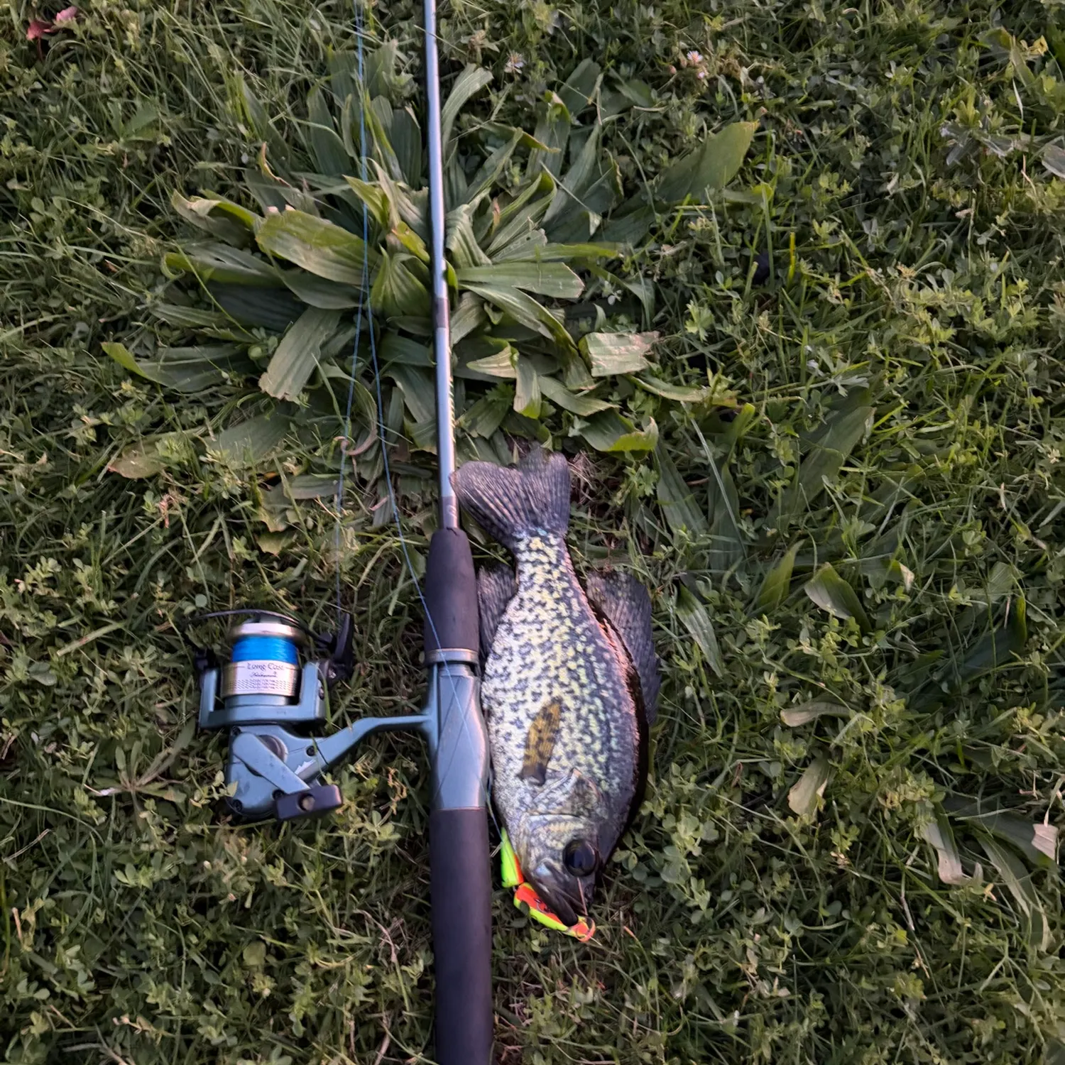 Black crappie caught on Fishbrain