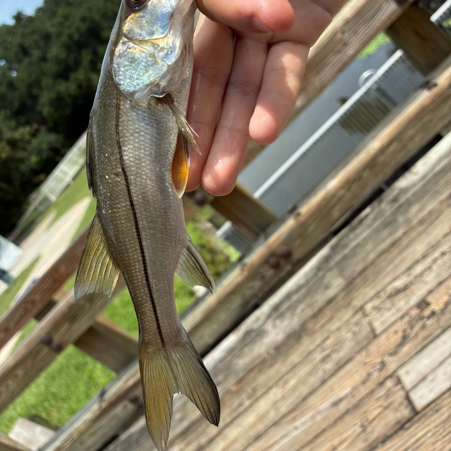 Common snook caught on Fishbrain