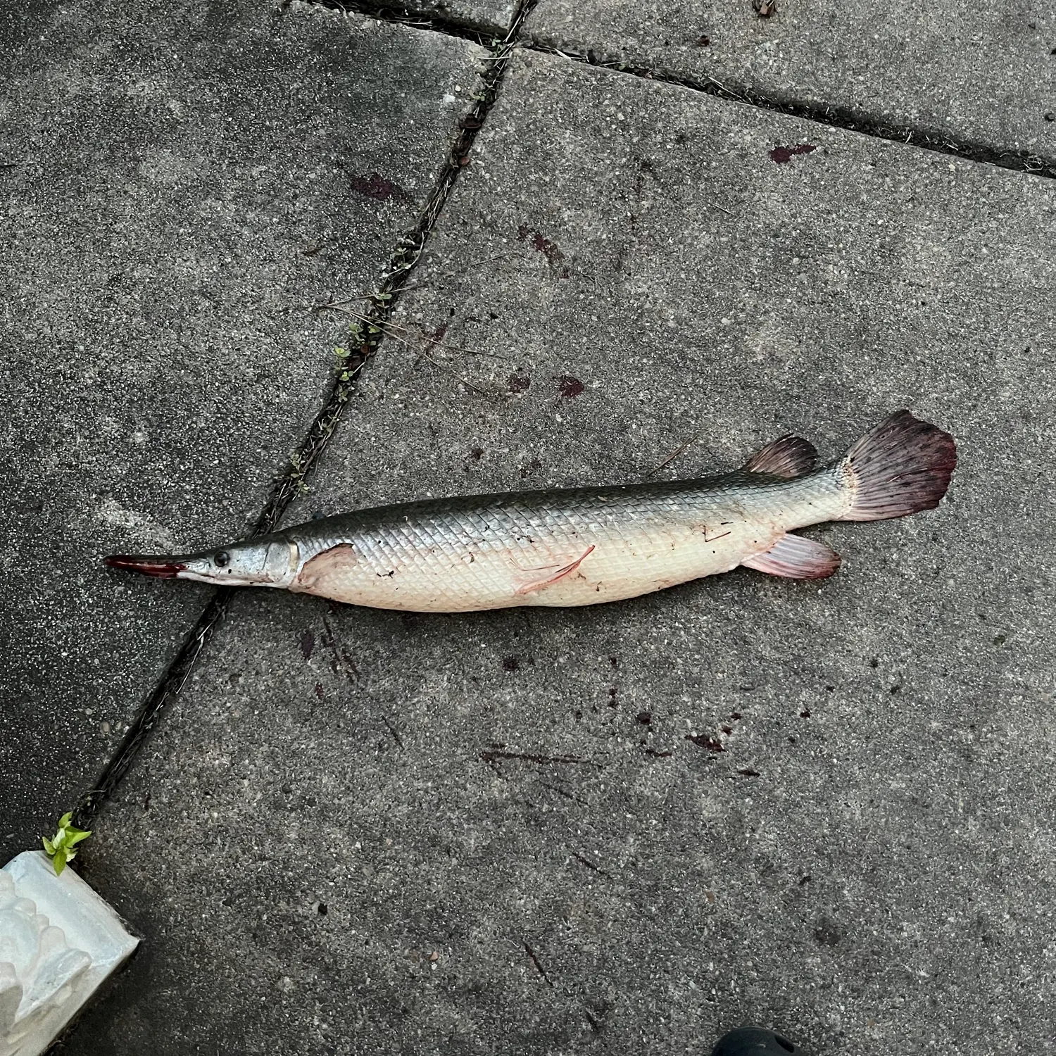 Shortnose gar caught on Fishbrain
