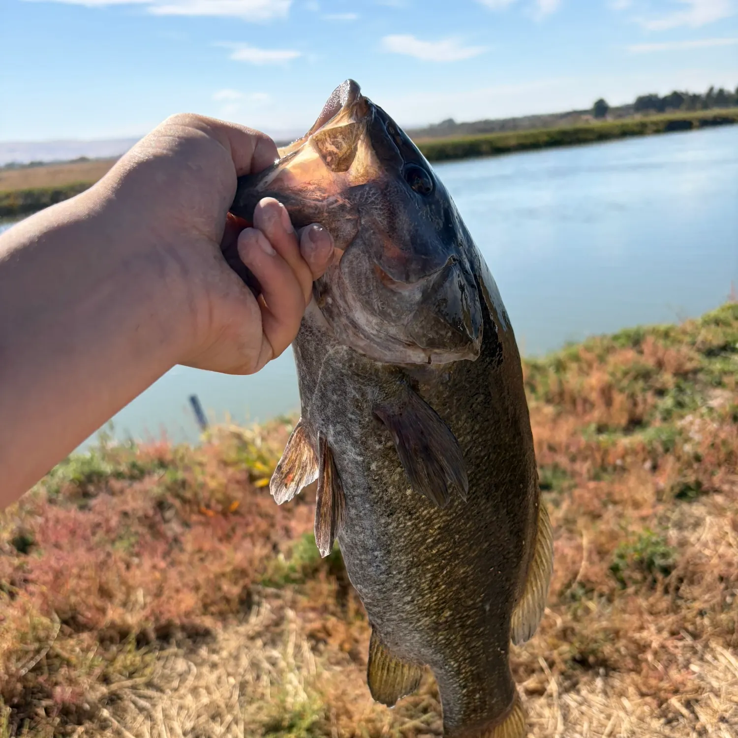 Smallmouth bass caught on Fishbrain