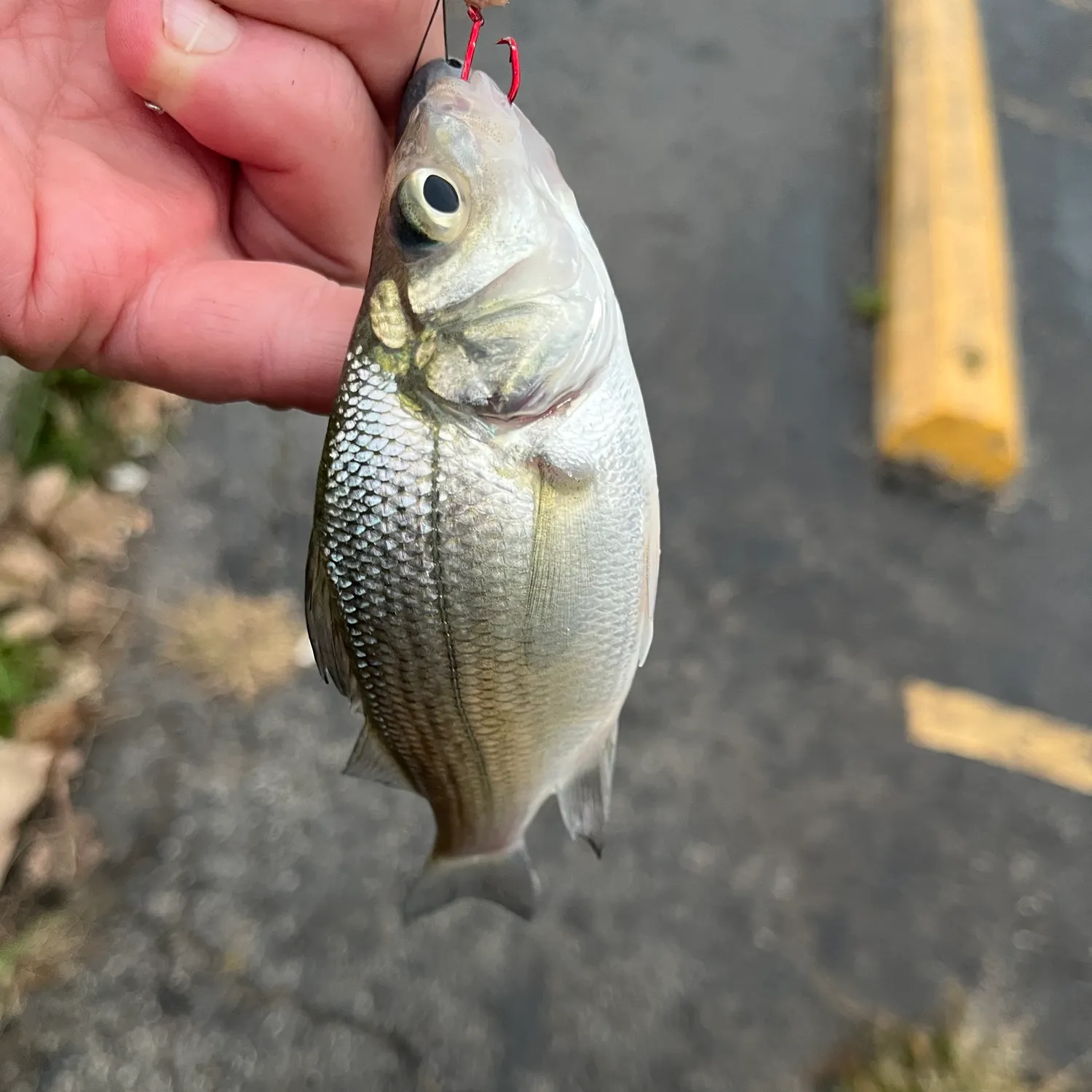 White perch caught on Fishbrain