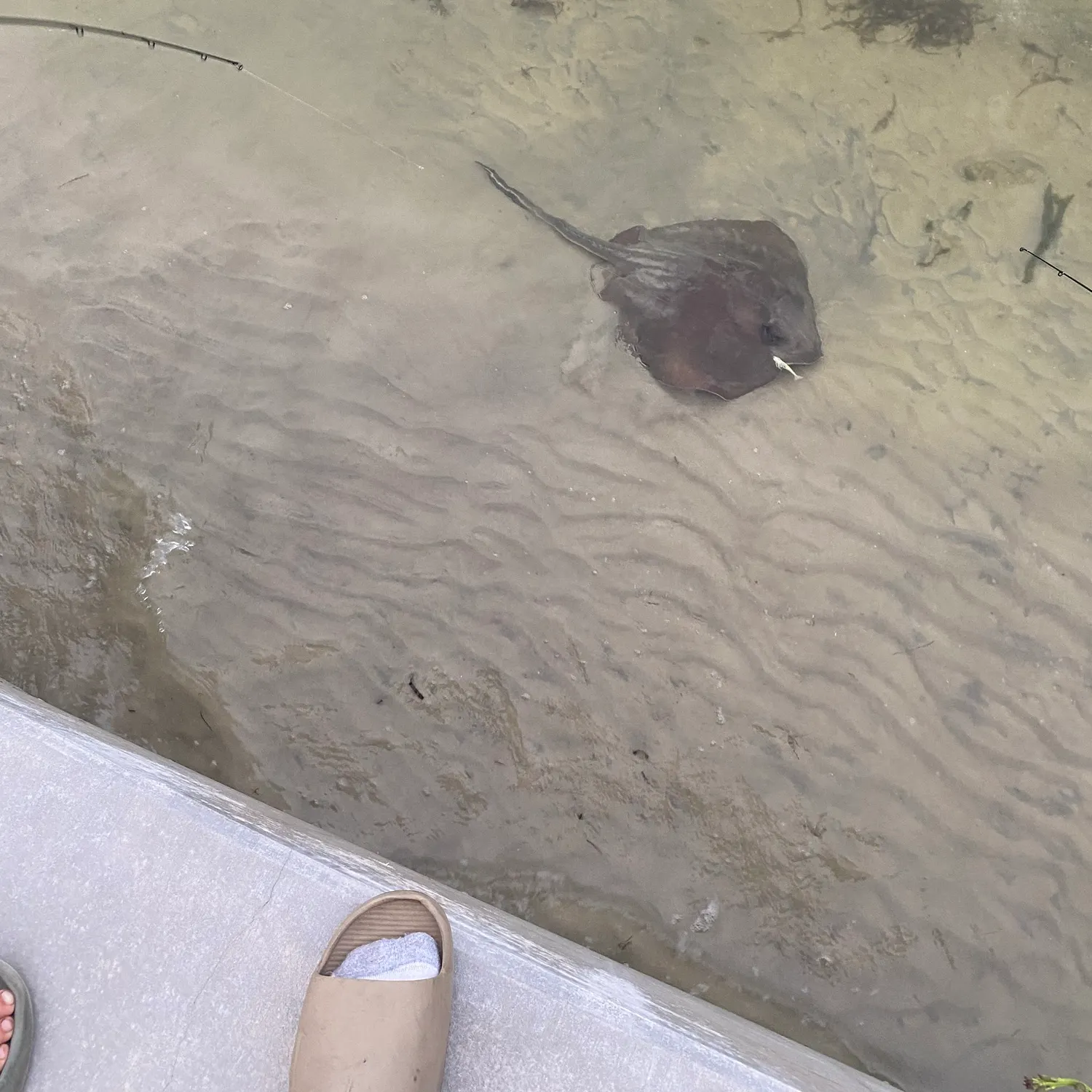 The most recent Cowtail stingray catches on Fishbrain