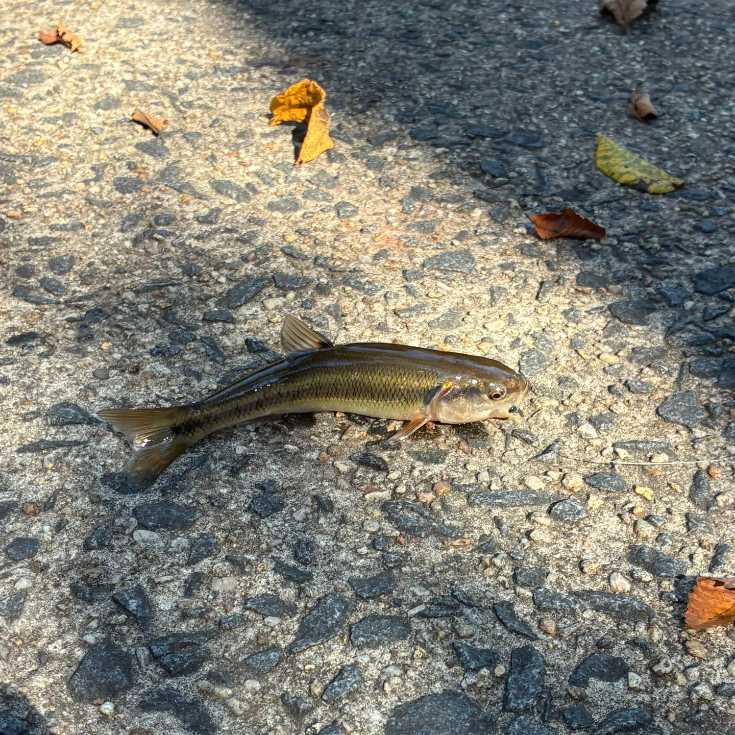 Creek chub caught on Fishbrain