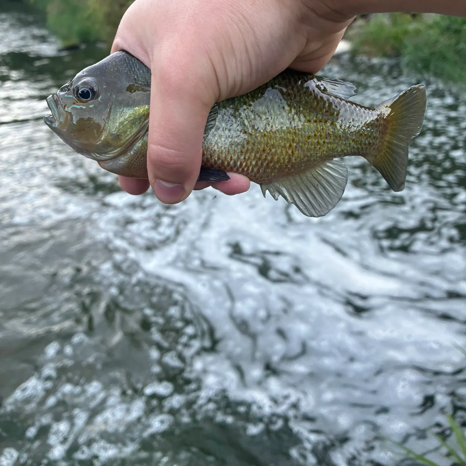 Bluegill caught on Fishbrain