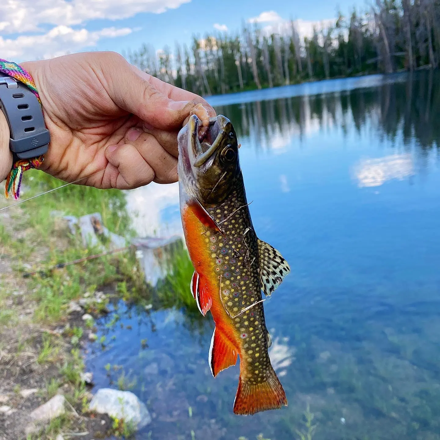 The most recent Yellowstone cutthroat trout catches on Fishbrain