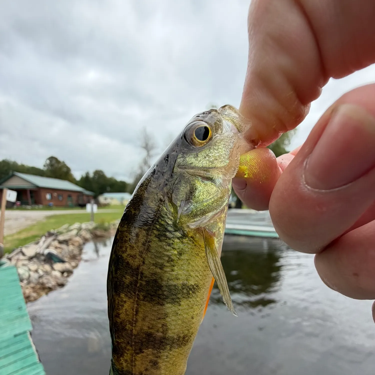 Yellow perch caught on Fishbrain