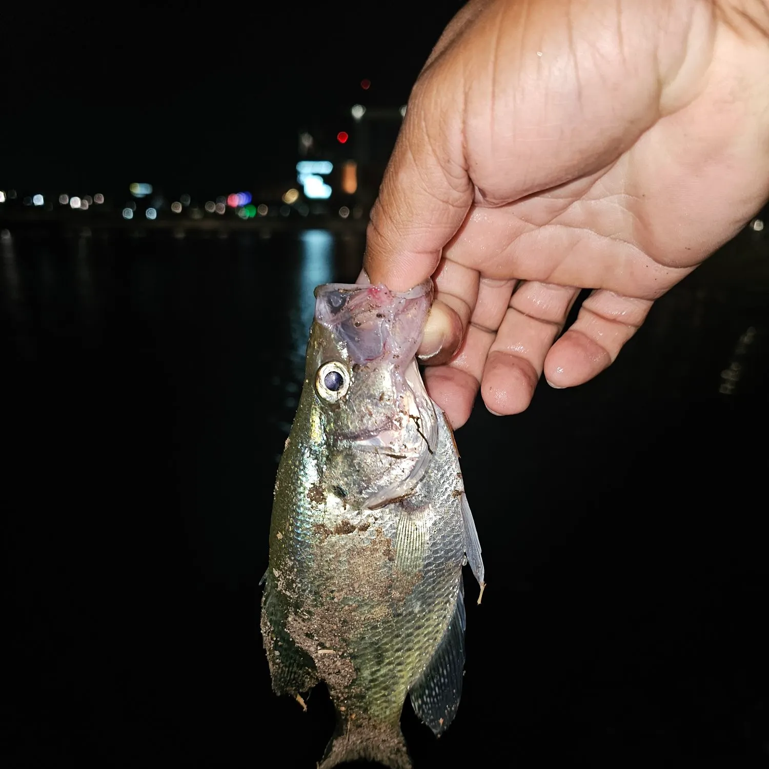 White crappie caught on Fishbrain