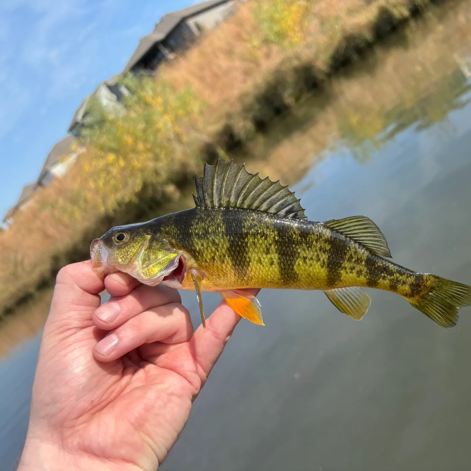 Yellow perch caught on Fishbrain