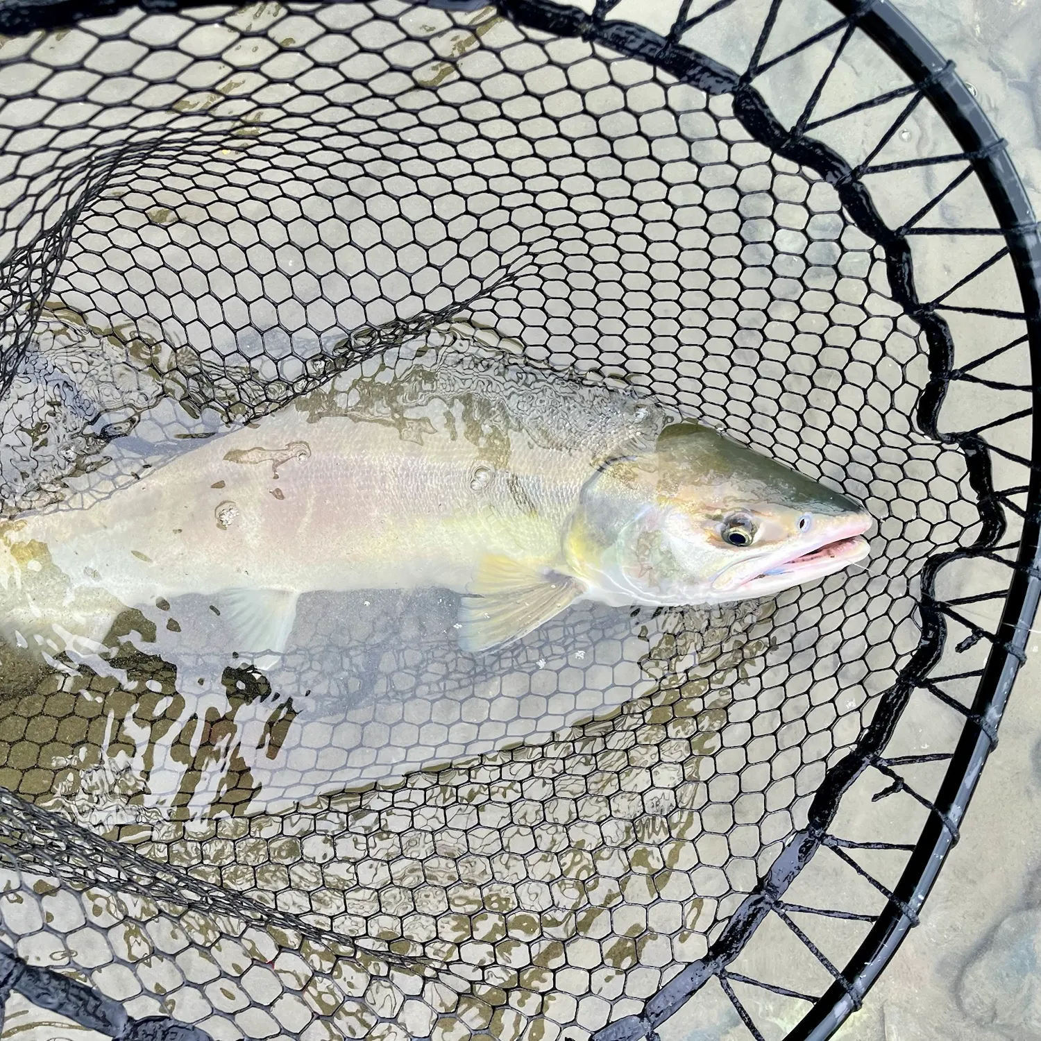 Chum salmon caught on Fishbrain