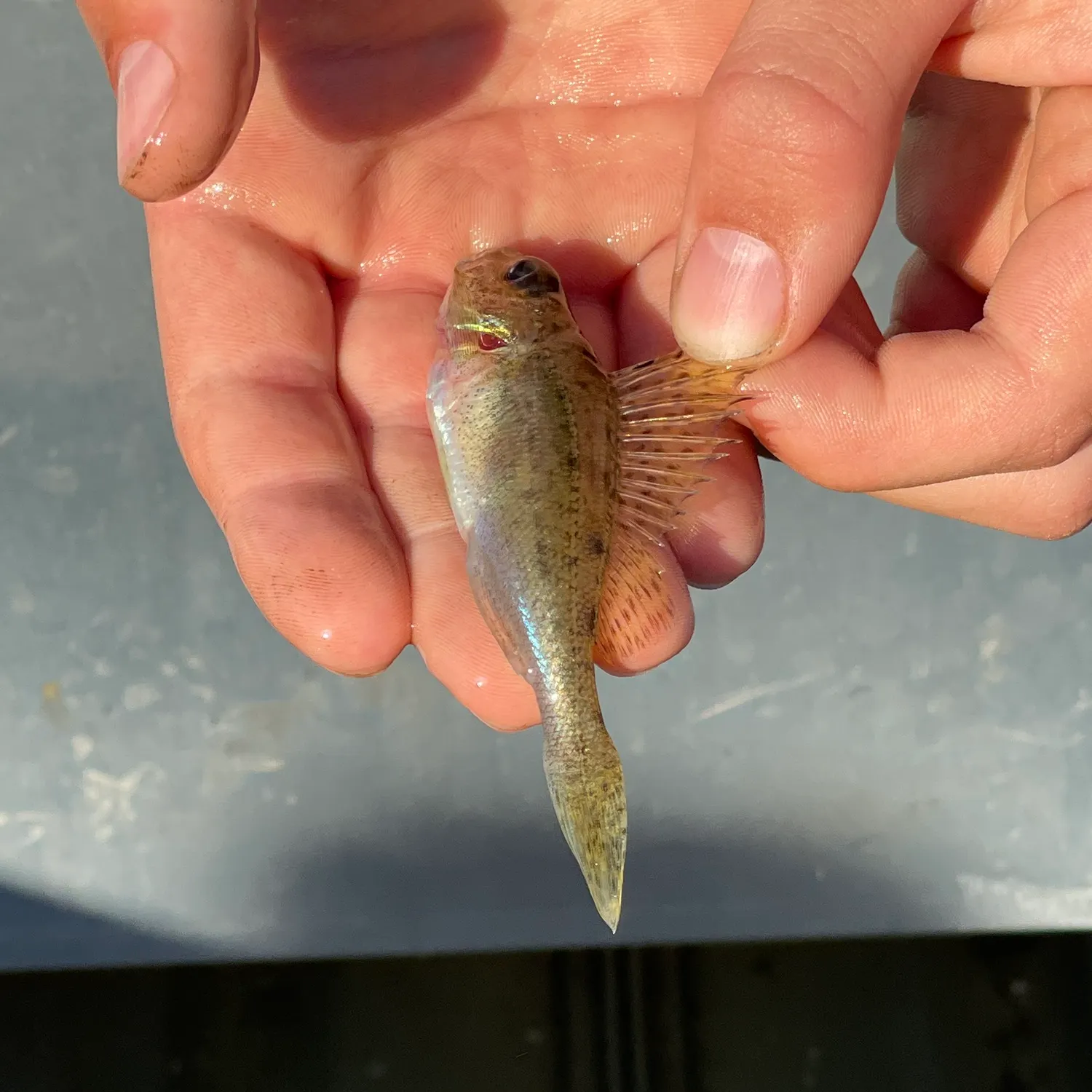 The most recent Eurasian ruffe catches on Fishbrain