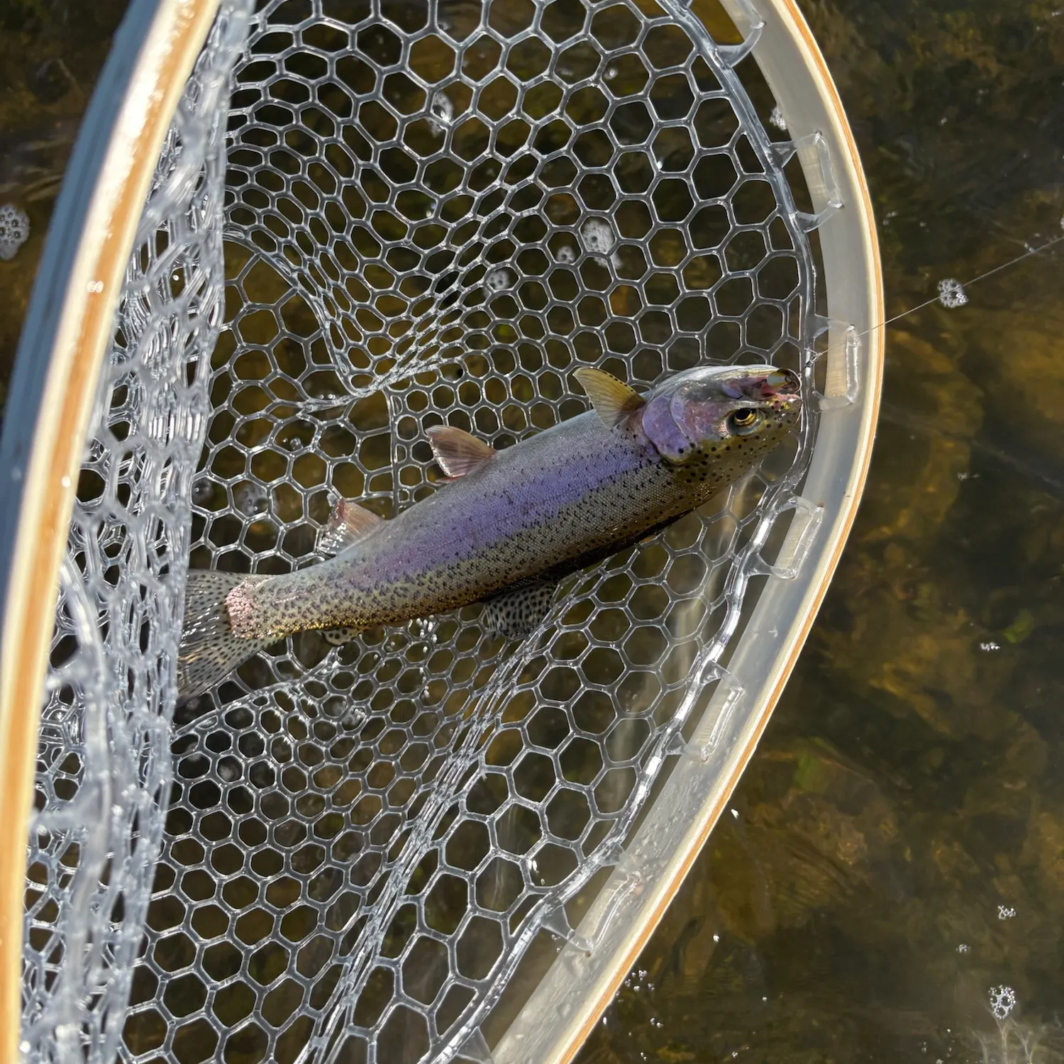Rainbow trout caught on Fishbrain