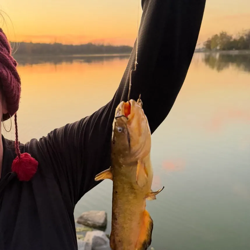 Yellow bullhead caught on Fishbrain