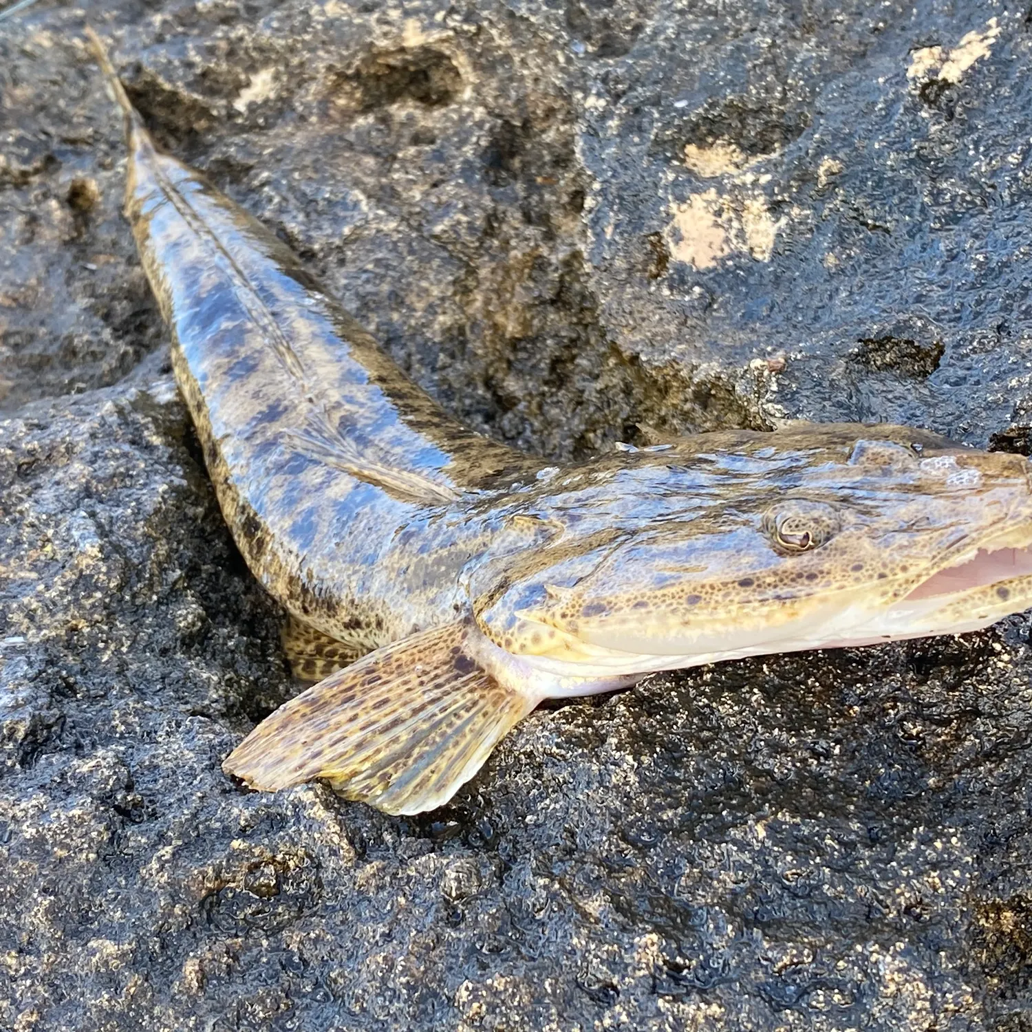 The most recent Bartail flathead catches on Fishbrain