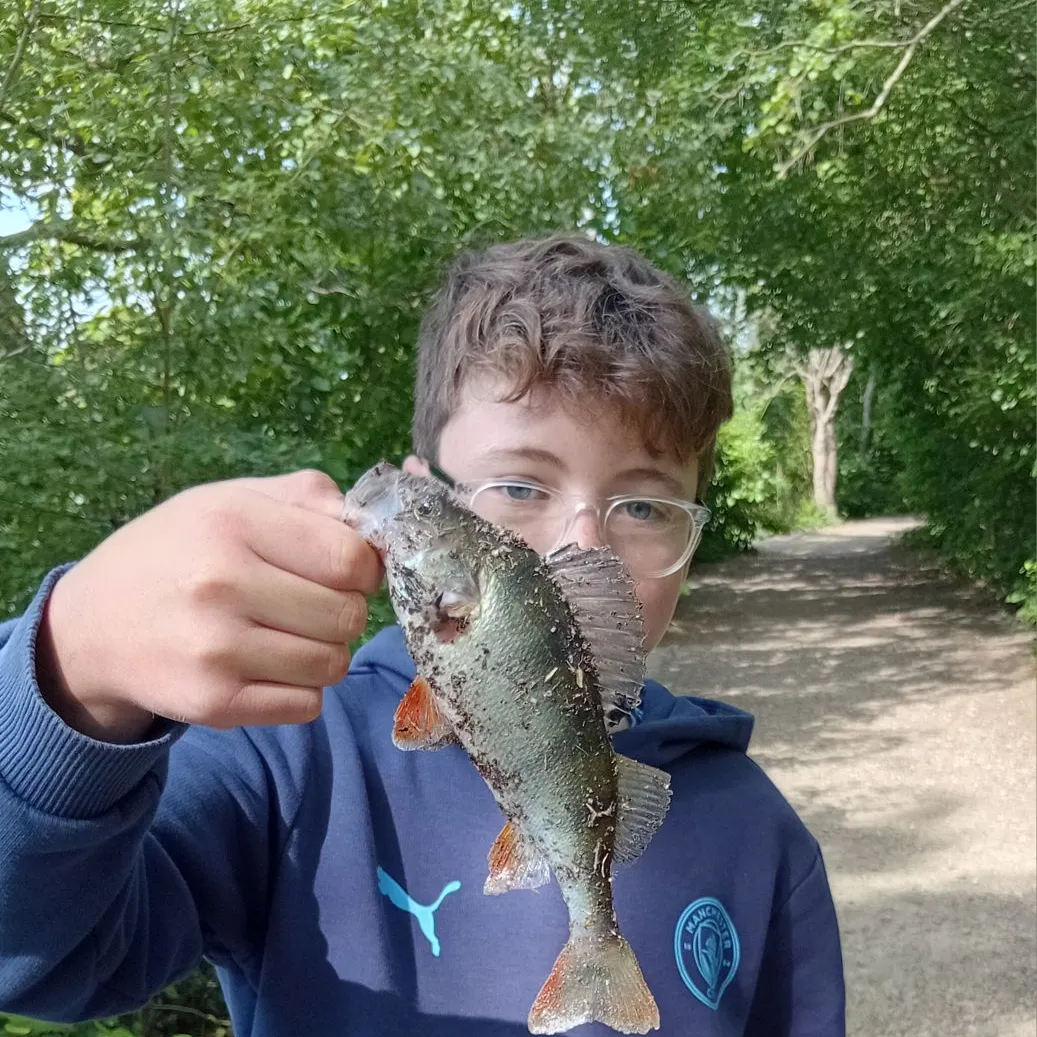 European perch caught on Fishbrain