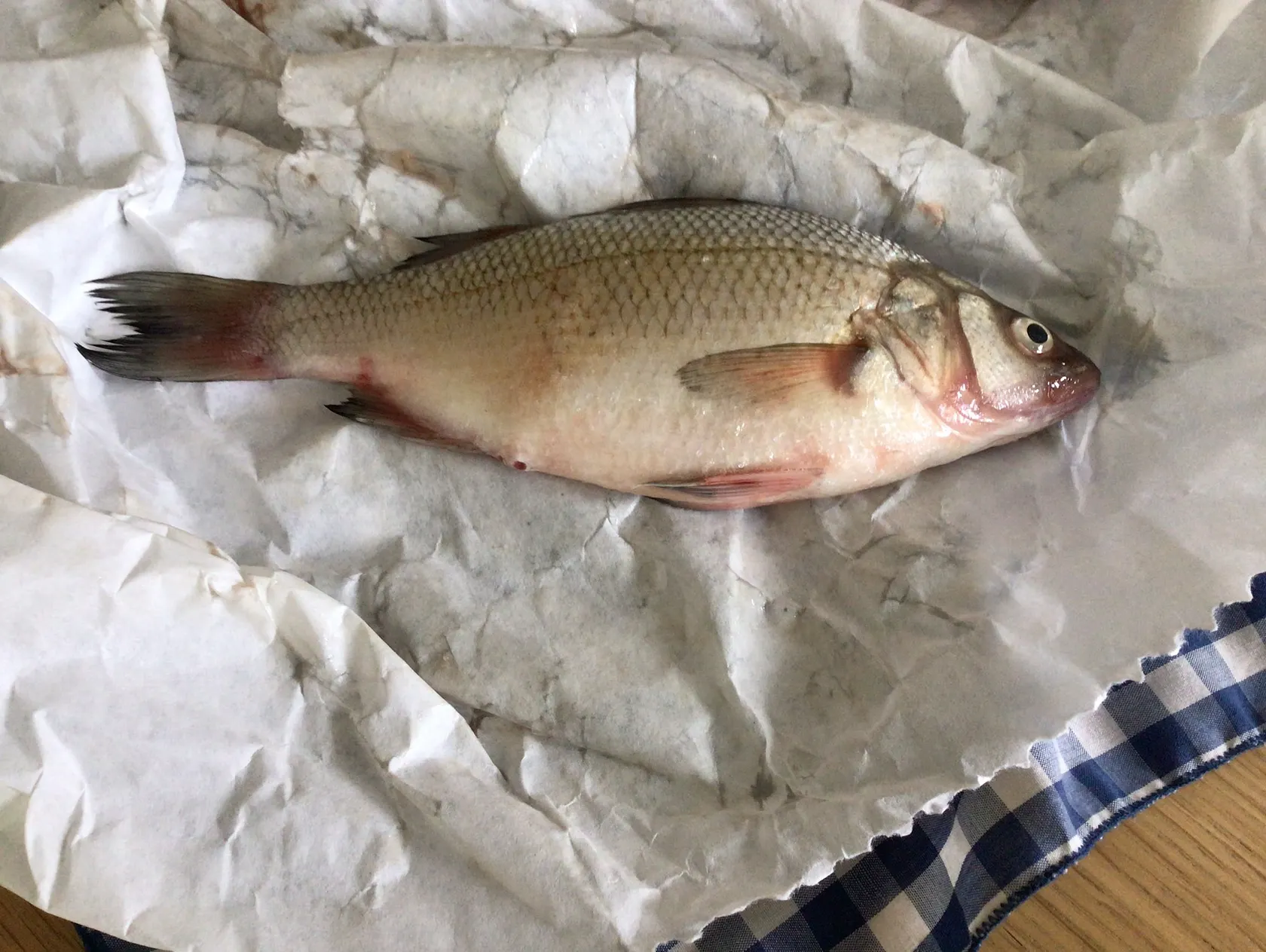 Cutbait Perch