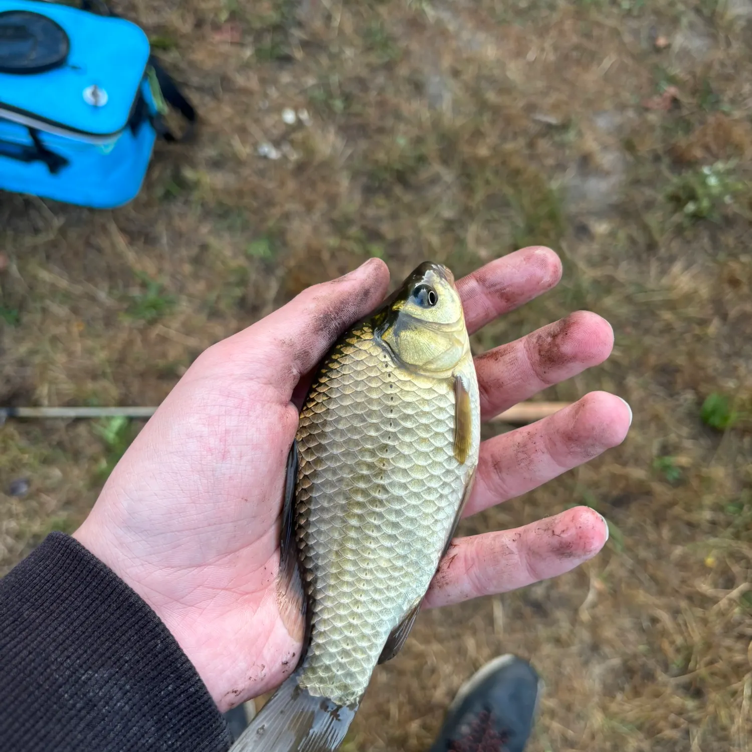 Crucian carp caught on Fishbrain