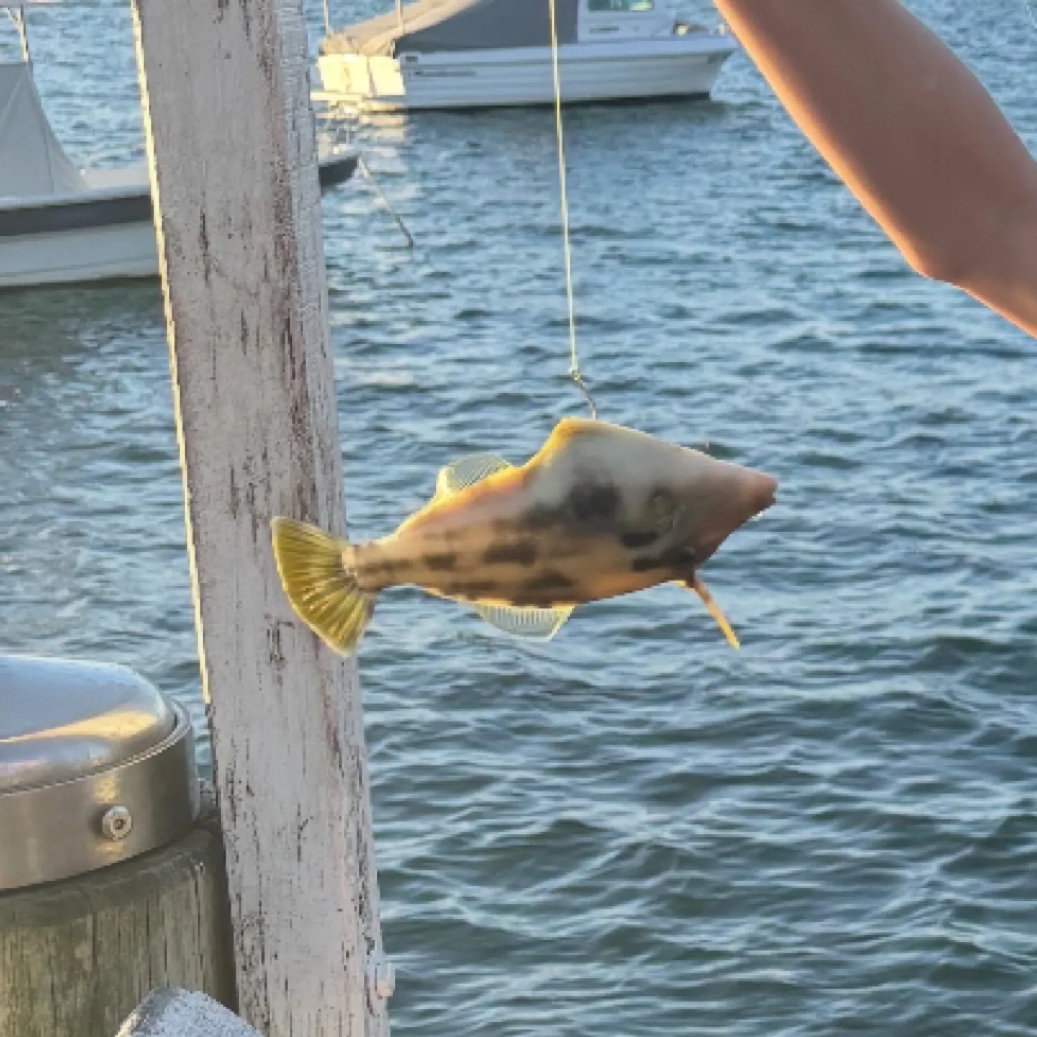 most liked catch image