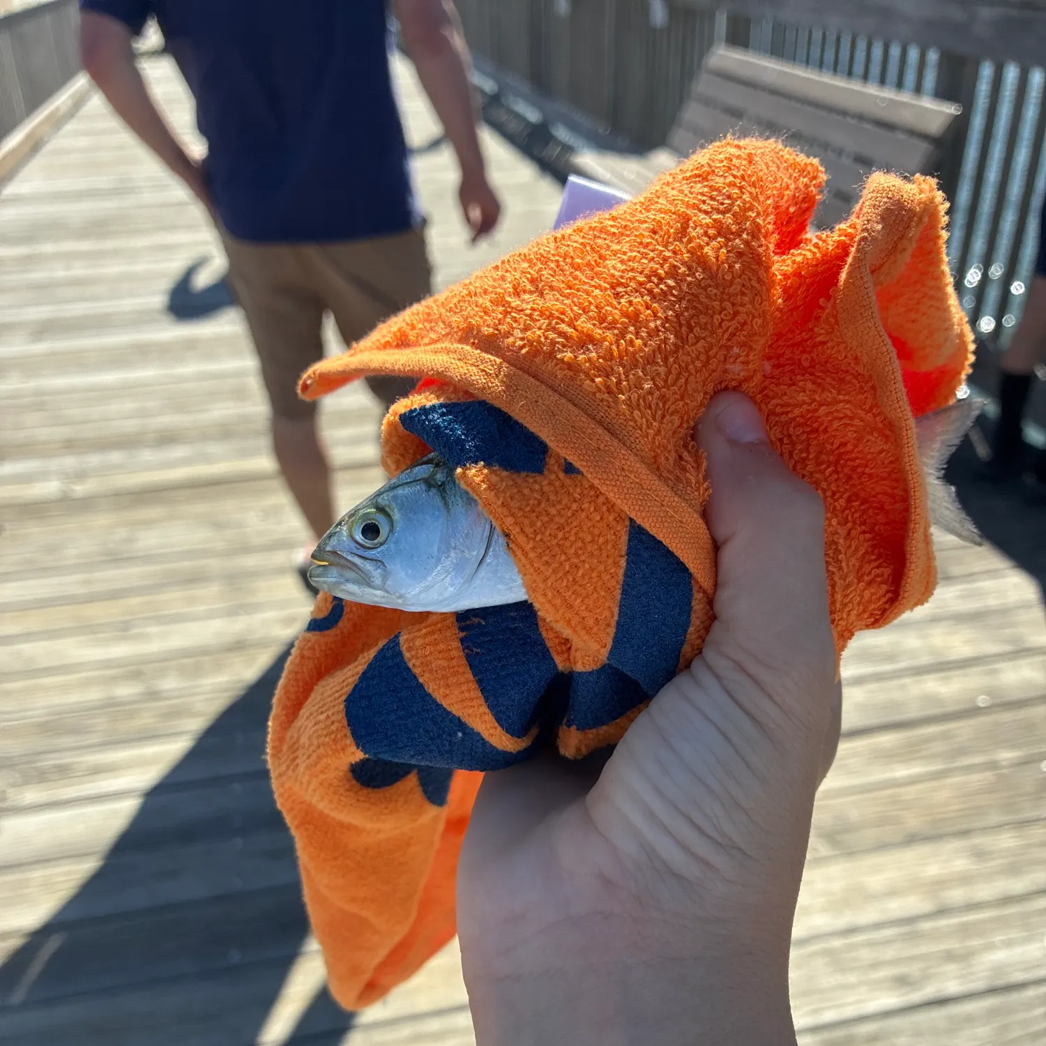 Bluefish caught on Fishbrain