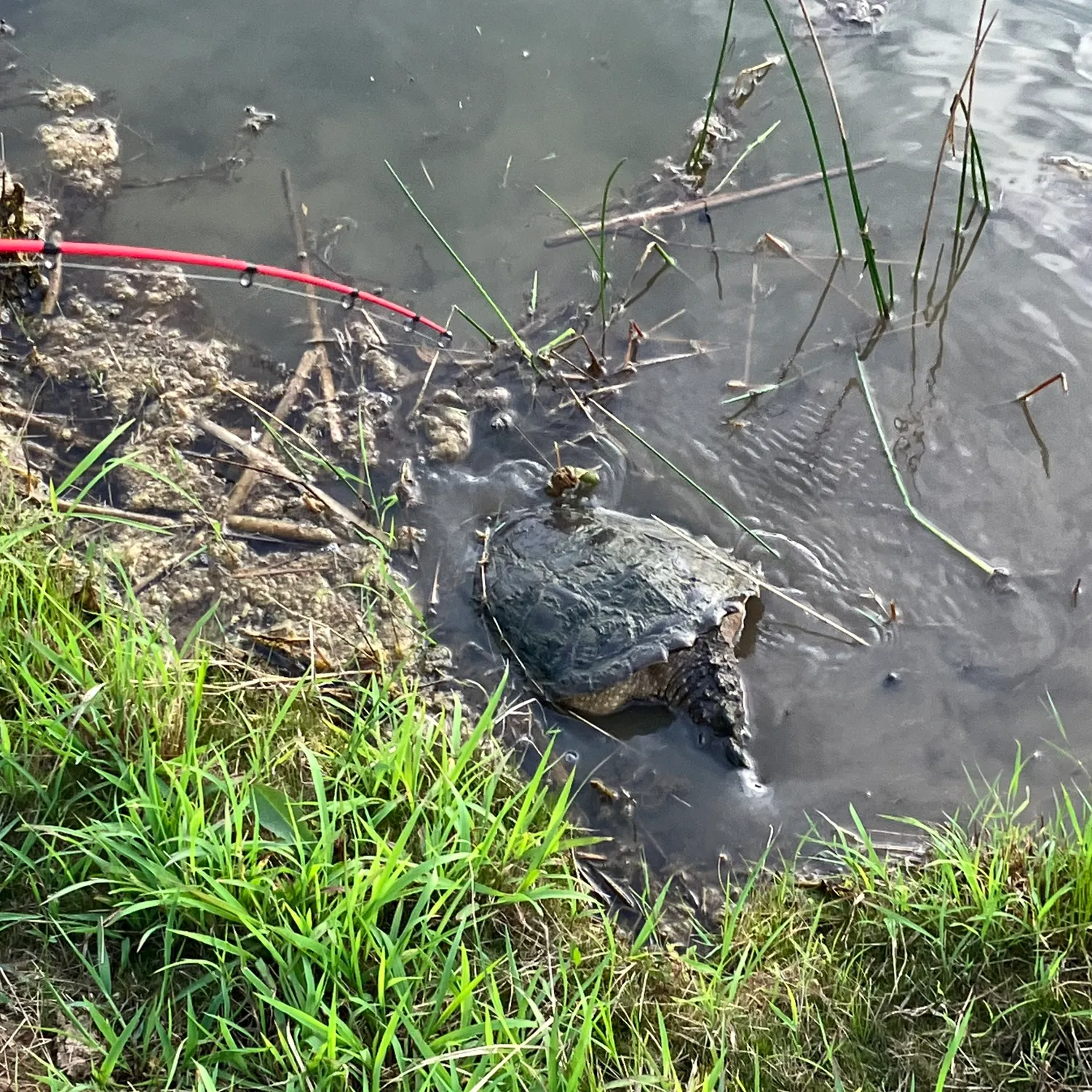The most recent Alligator snapping turtle catches on Fishbrain
