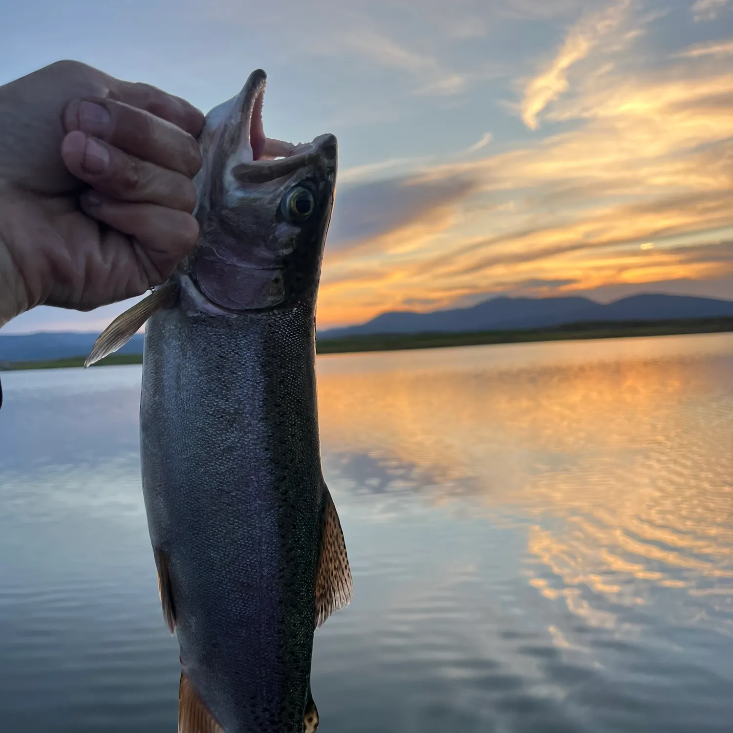 Rainbow trout caught on Fishbrain