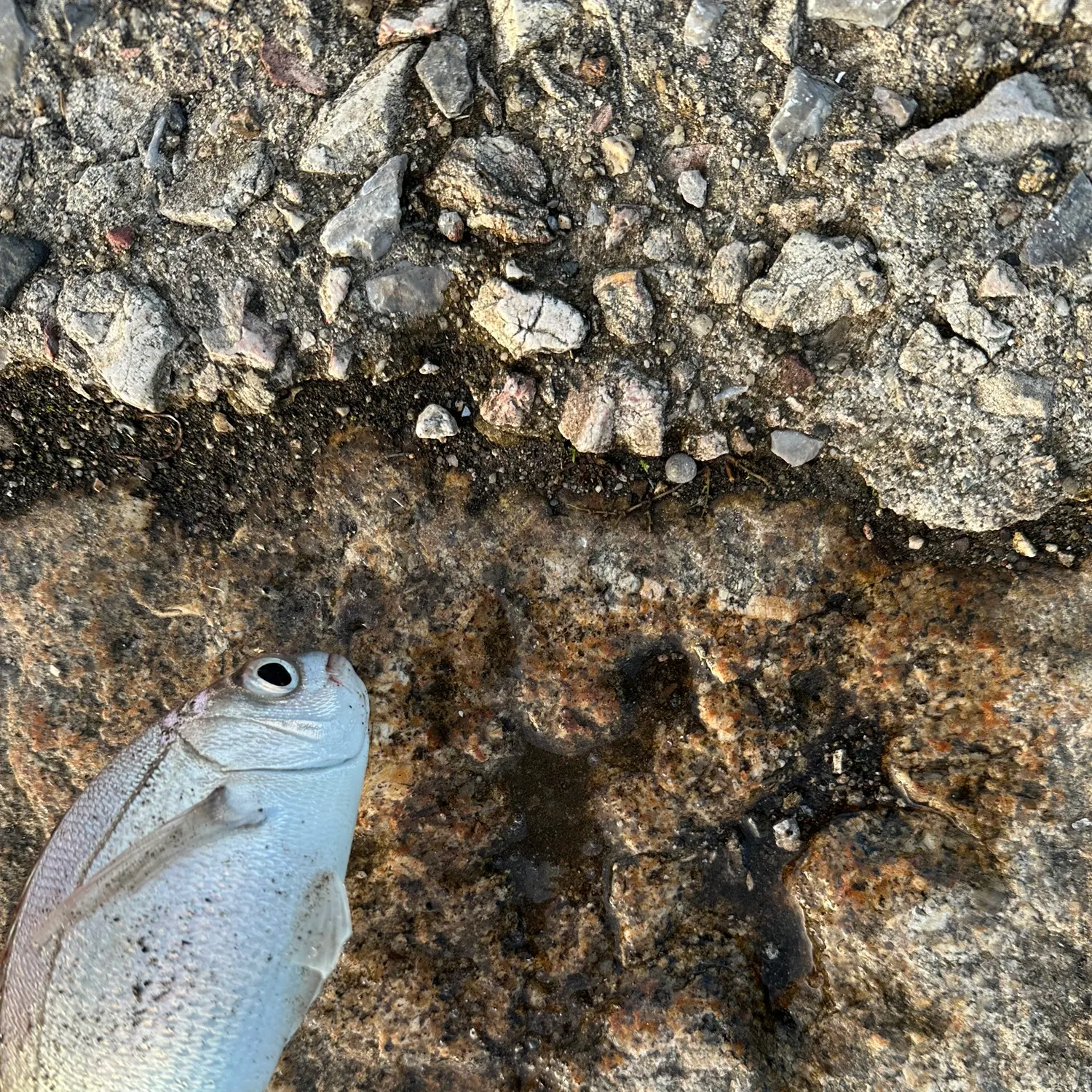 The most recent Red seabream catches on Fishbrain