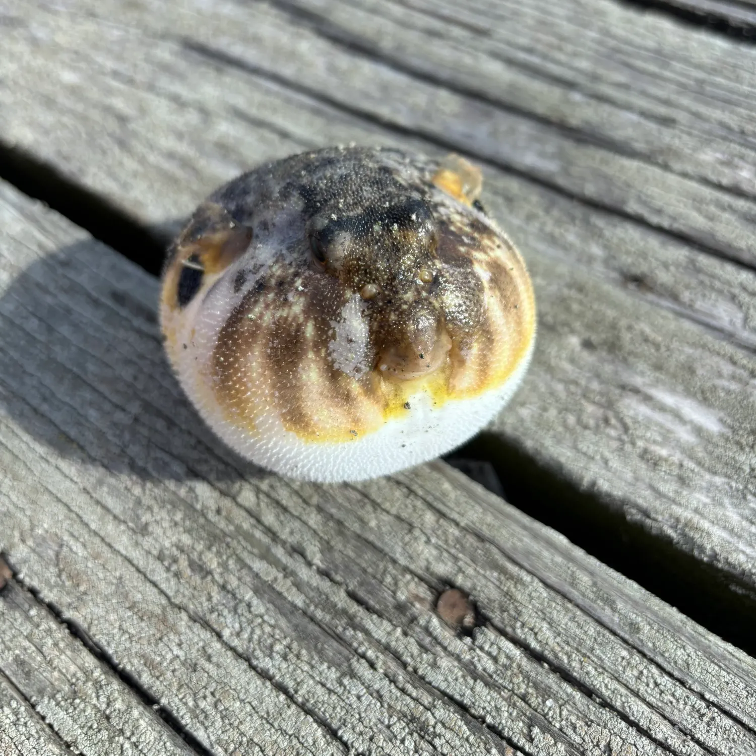 Northern puffer caught on Fishbrain