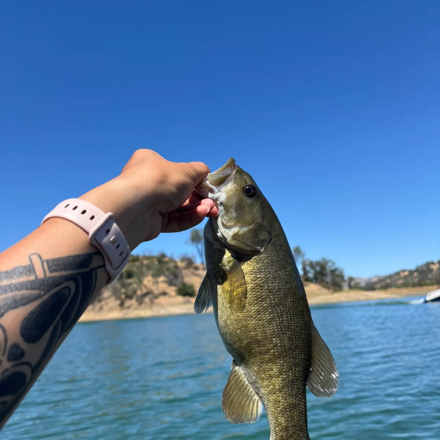 Smallmouth bass caught on Fishbrain