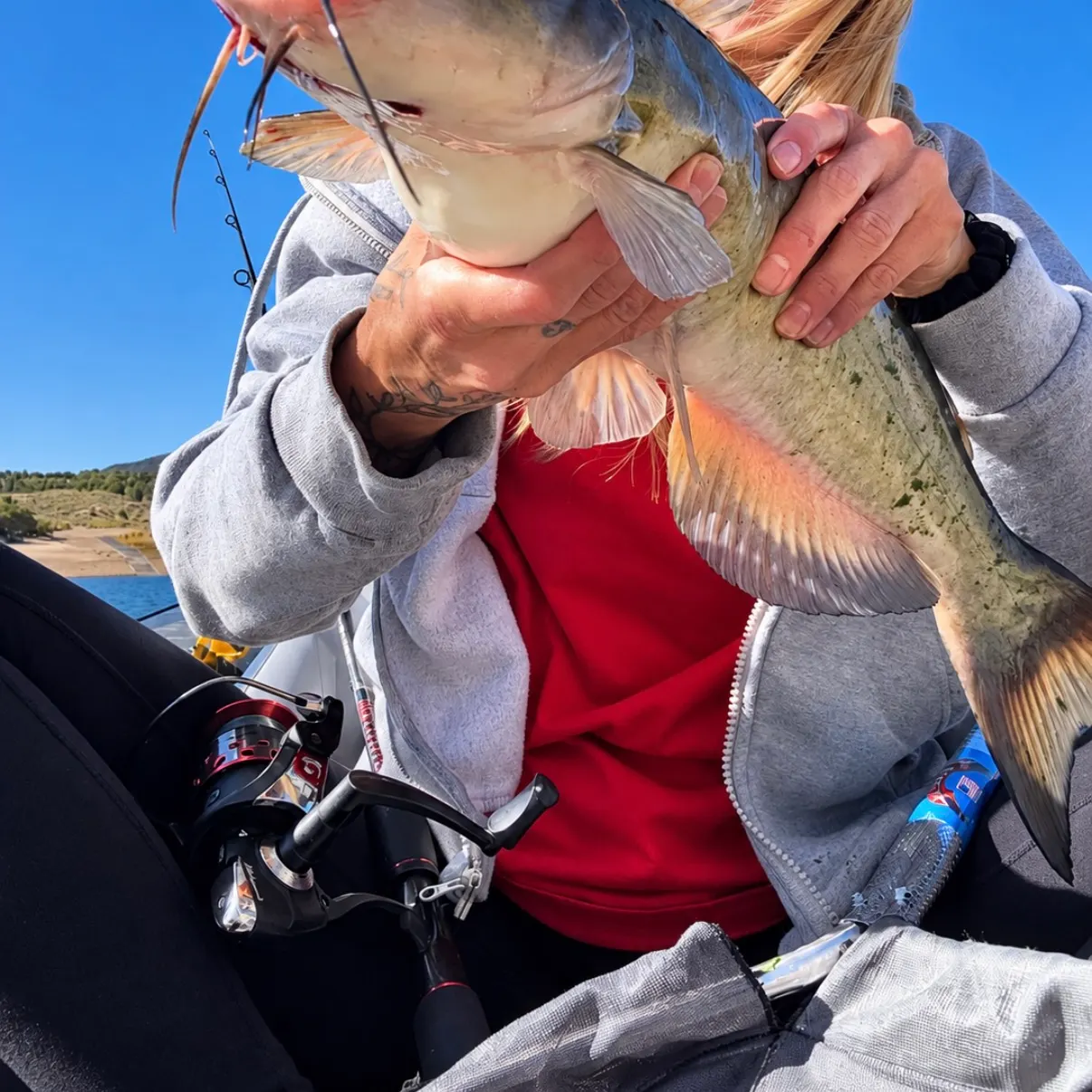 Channel catfish caught on Fishbrain