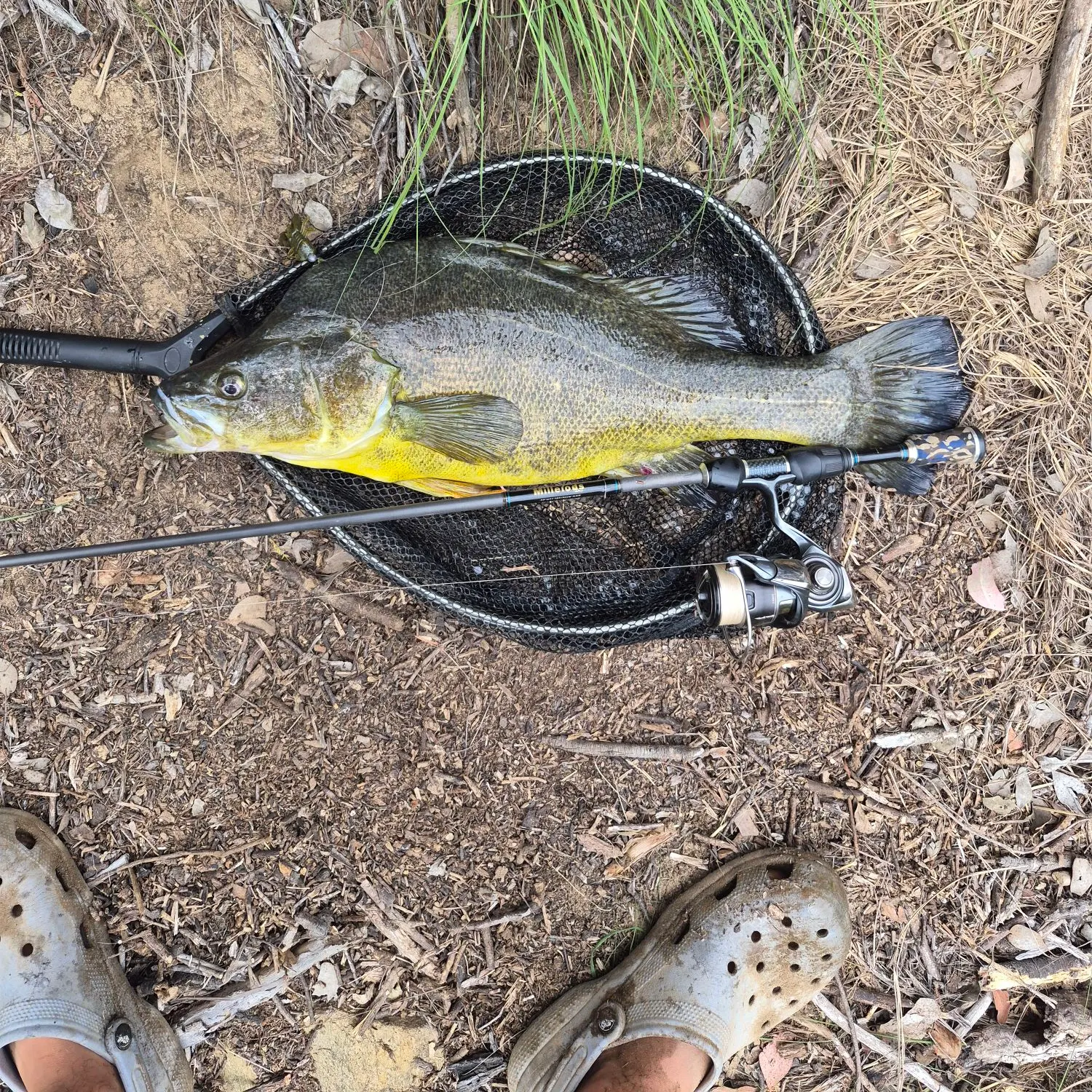 Golden perch caught on Fishbrain
