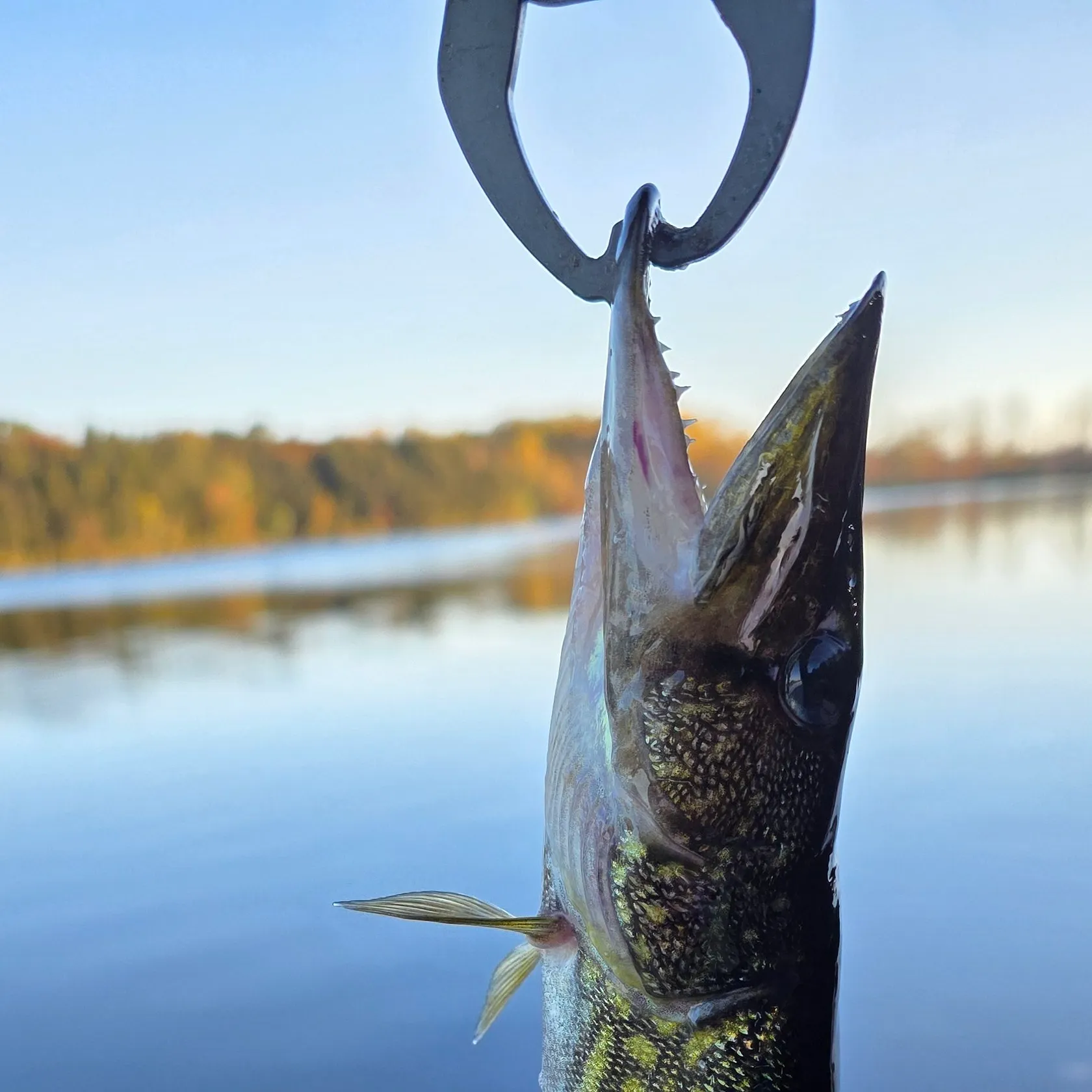 Chain pickerel caught on Fishbrain