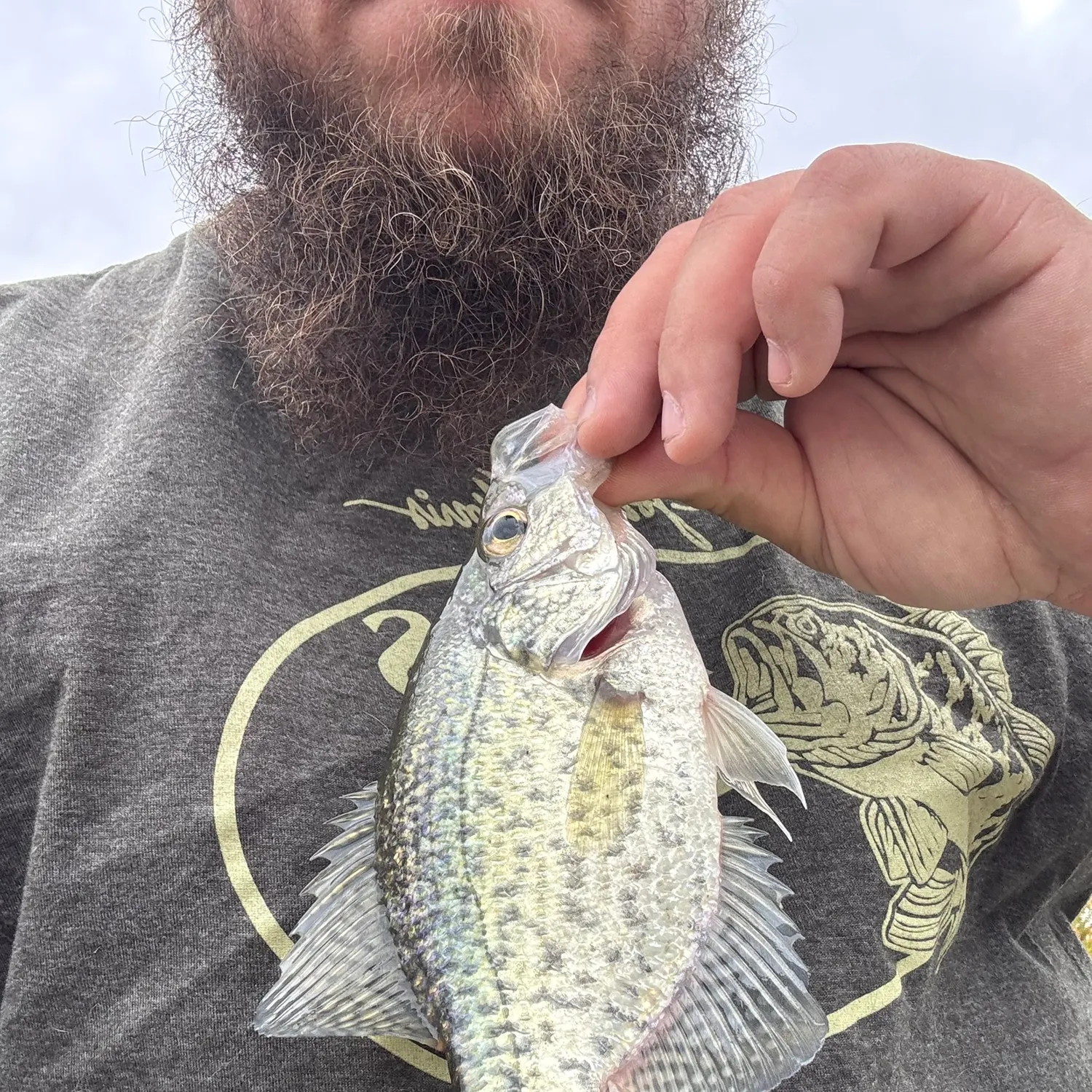 Black crappie caught on Fishbrain