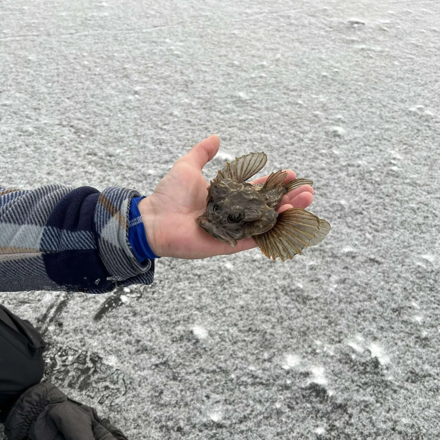 The most recent Fourhorn sculpin catches on Fishbrain