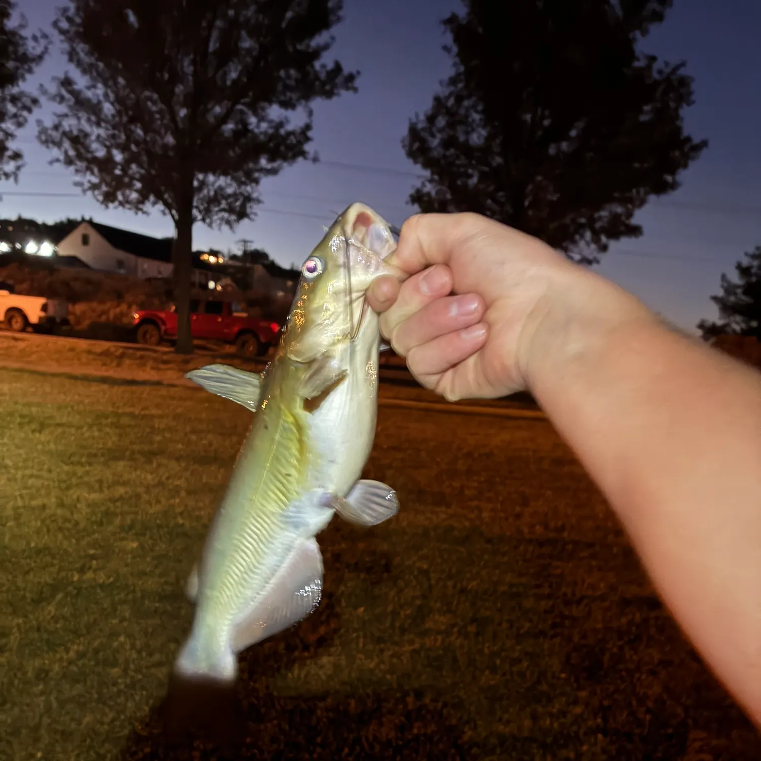 Channel catfish caught on Fishbrain