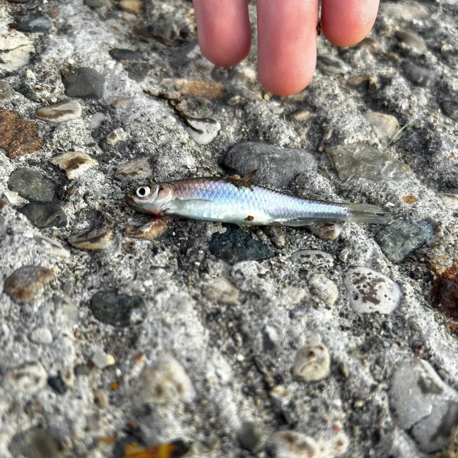 The most recent Round Scad catches on Fishbrain