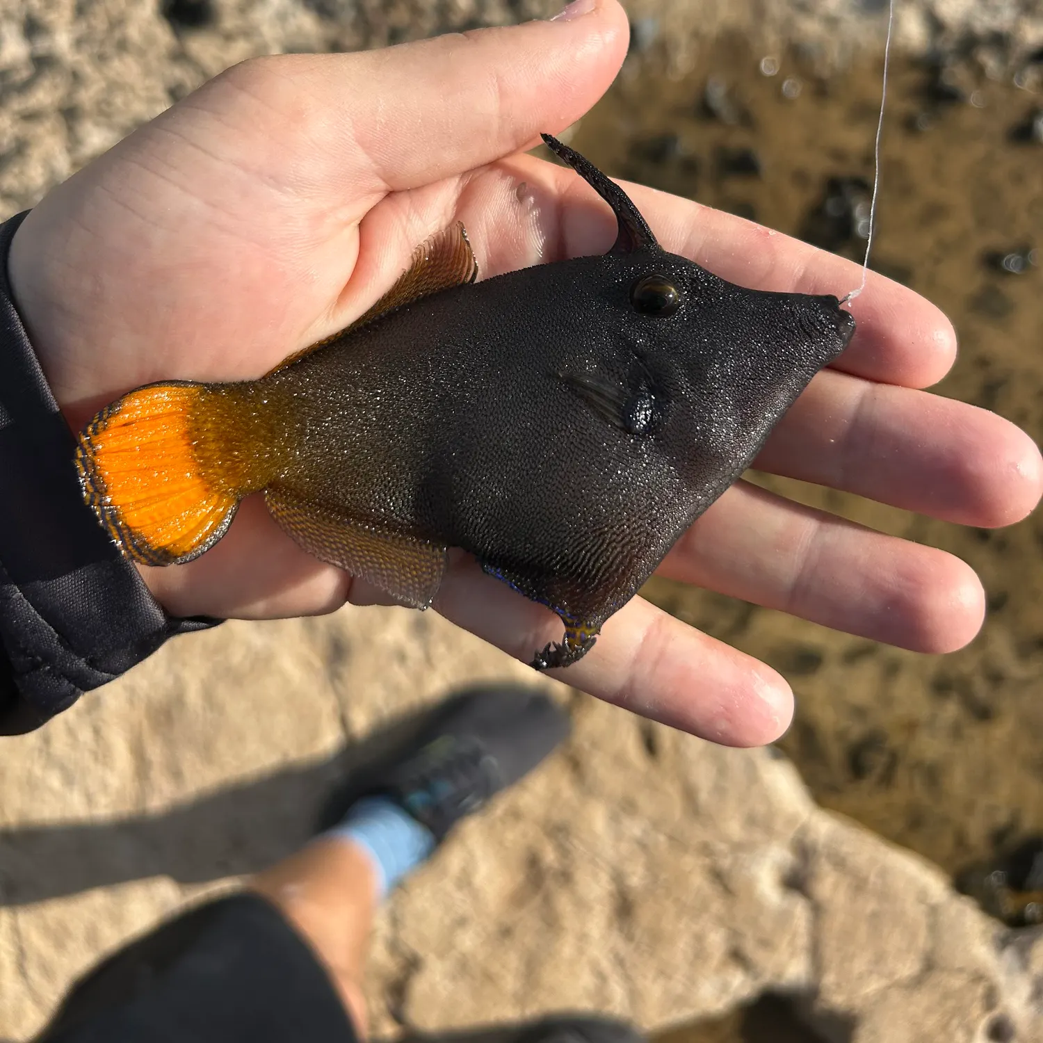 The most recent Orangetail filefish catches on Fishbrain